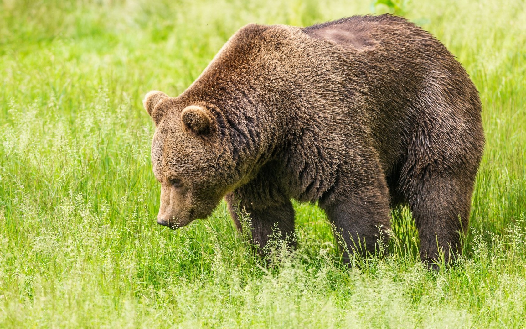 Обои трава, зелень, поле, медведь, бурый медведь, grass, greens, field, bear, brown bear разрешение 3240x2000 Загрузить