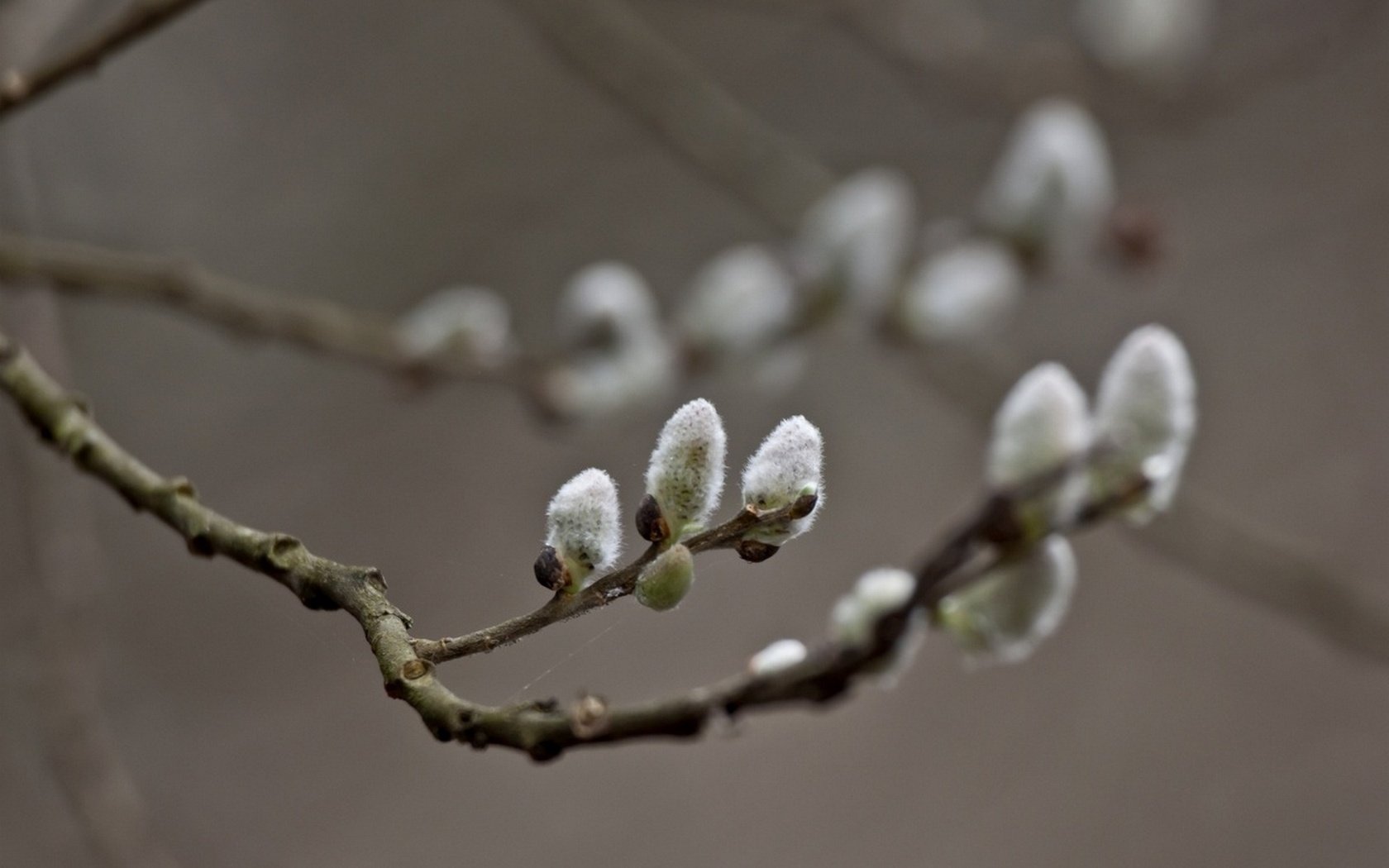 Обои ветка, природа, фон, весна, верба, веточки, branch, nature, background, spring, verba, twigs разрешение 1920x1280 Загрузить