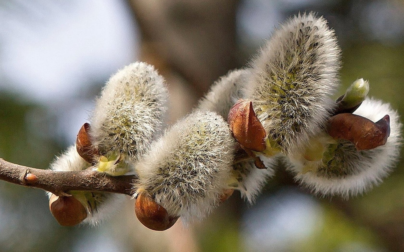 Обои ветка, природа, фон, размытость, весна, верба, branch, nature, background, blur, spring, verba разрешение 1920x1080 Загрузить