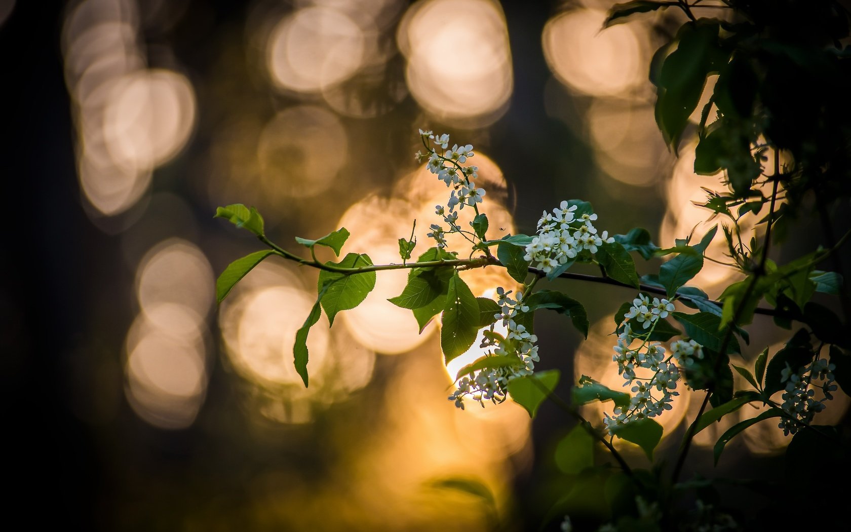 Обои ветка, дерево, цветение, листья, весна, черемуха, branch, tree, flowering, leaves, spring, cherry разрешение 2560x1708 Загрузить