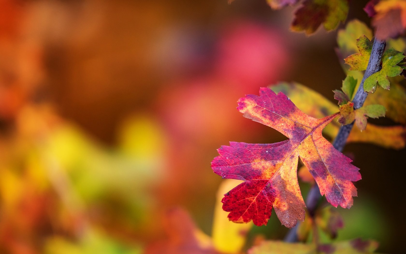 Обои ветка, листья, макро, краски, осень, лист, размытость, branch, leaves, macro, paint, autumn, sheet, blur разрешение 2048x1365 Загрузить