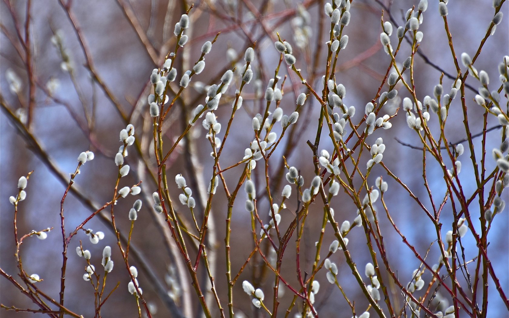 Обои природа, фон, ветки, весна, верба, nature, background, branches, spring, verba разрешение 5085x3323 Загрузить