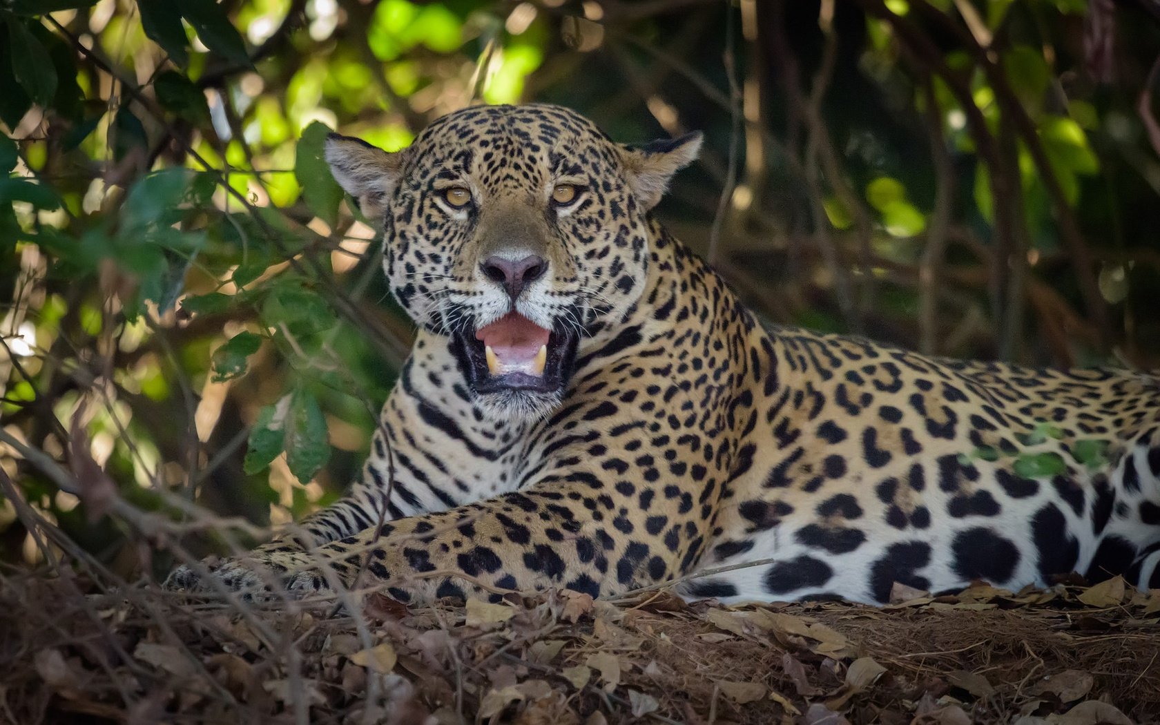 Обои взгляд, хищник, ягуар, дикая кошка, look, predator, jaguar, wild cat разрешение 2048x1330 Загрузить