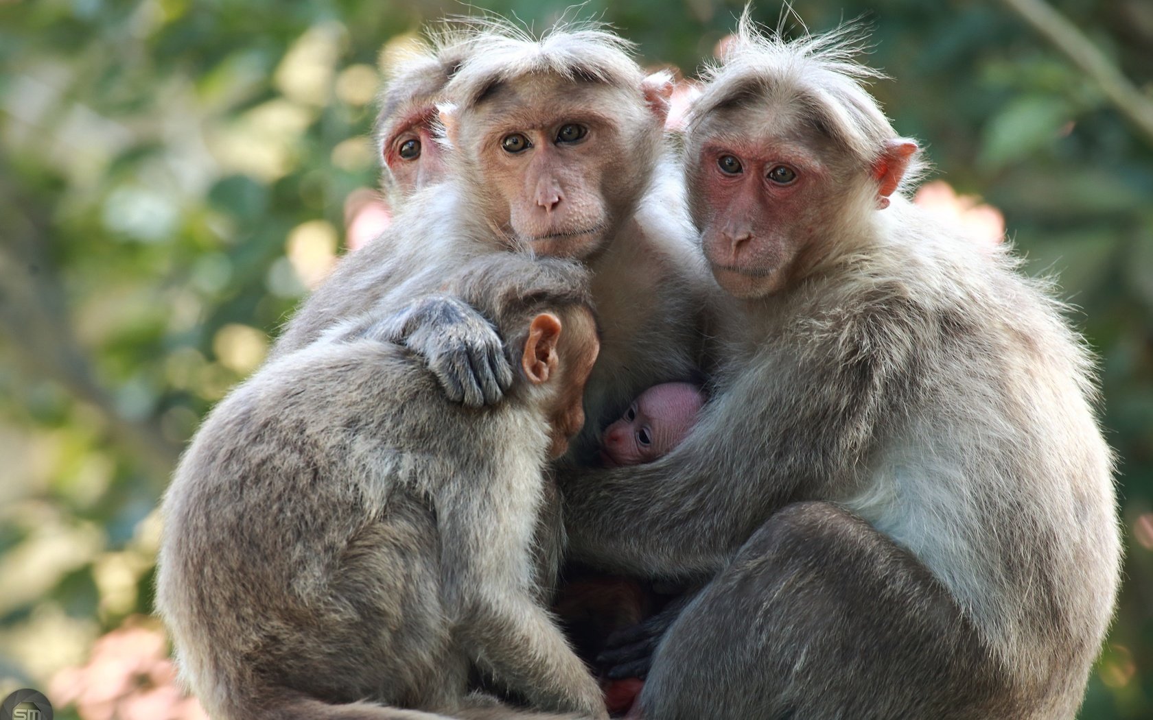 Обои взгляд, семья, детеныш, обезьяны, японские макаки, sujesh sm, look, family, cub, monkey, japanese macaque разрешение 2554x1600 Загрузить