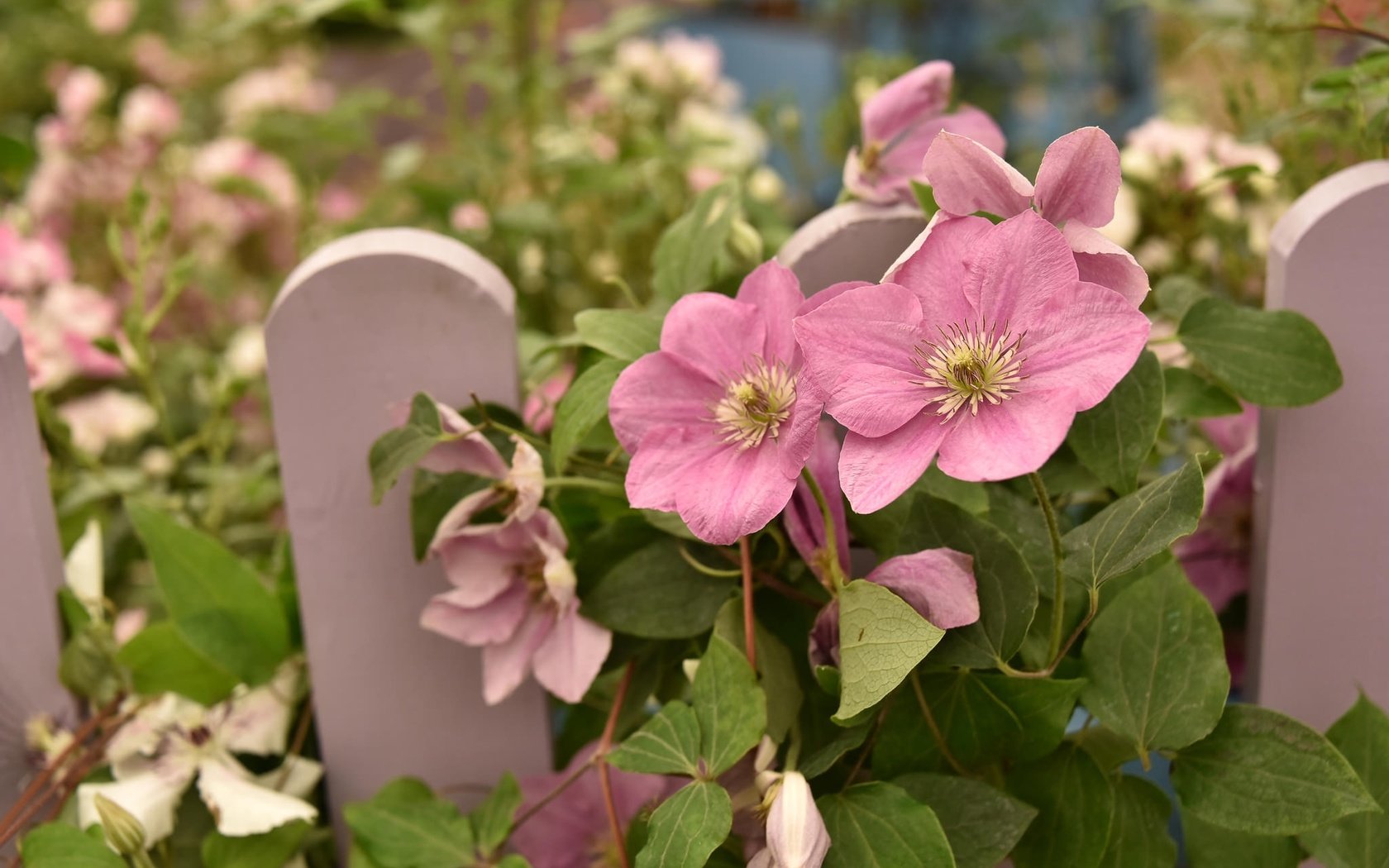 Обои цветы, листья, лепестки, забор, розовые, клематис, flowers, leaves, petals, the fence, pink, clematis разрешение 2048x1367 Загрузить