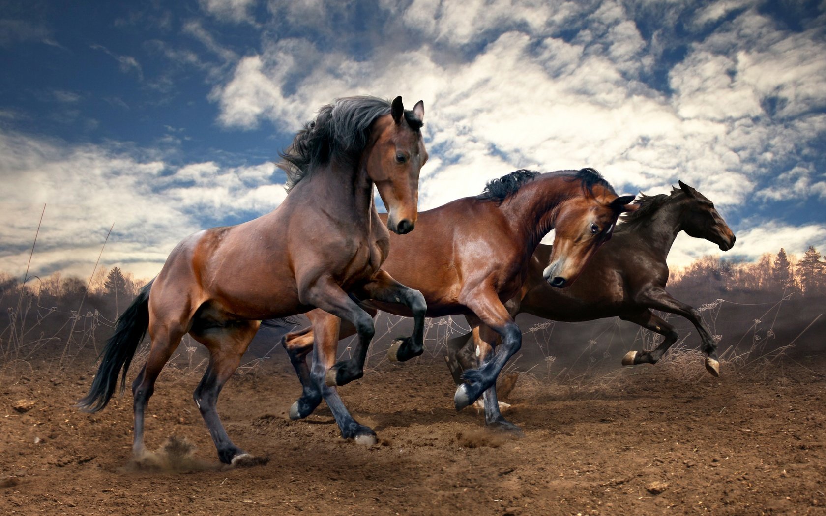 Обои небо, облака, земля, поле, лошади, кони, бег, the sky, clouds, earth, field, horse, horses, running разрешение 2560x1600 Загрузить