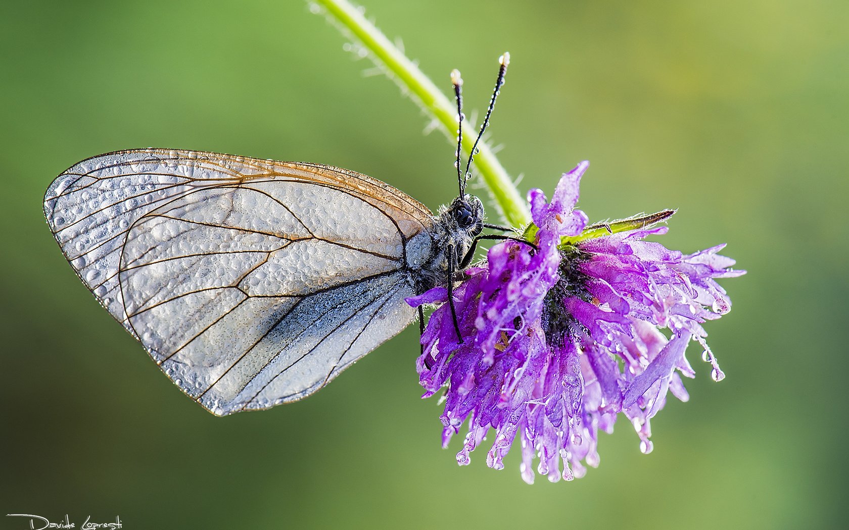 Обои клевер, насекомое, цветок, капли, бабочка, davide lopresti, боярышница, clover, insect, flower, drops, butterfly, the aporia crataegi разрешение 2000x1335 Загрузить