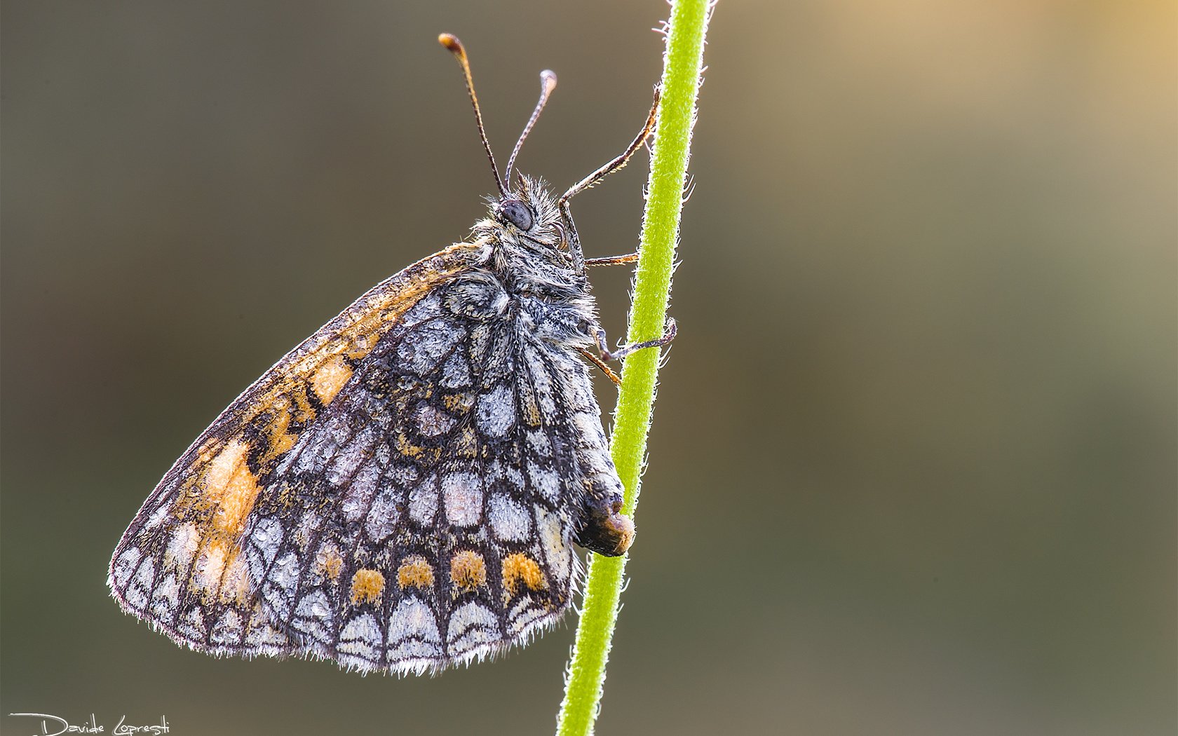 Обои природа, насекомое, фон, бабочка, стебель, davide lopresti, шашечница, nature, insect, background, butterfly, stem, the metalmark разрешение 2000x1333 Загрузить