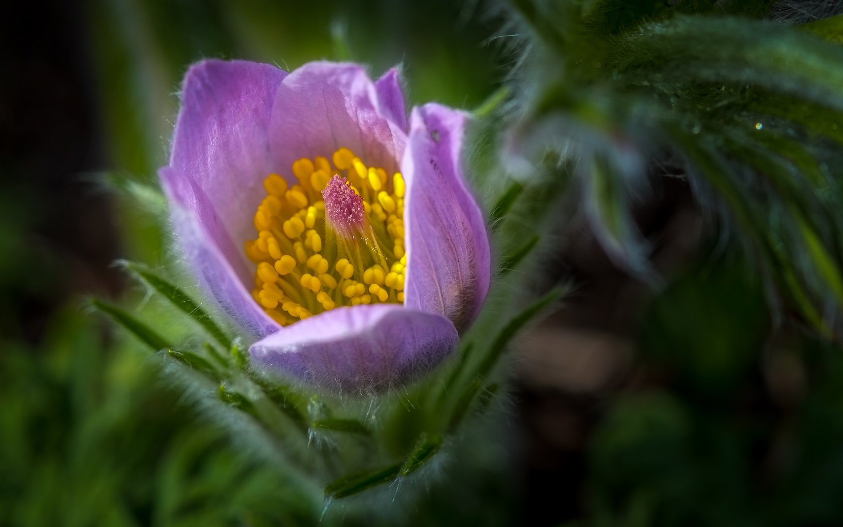 Обои цветок, весна, сон-трава, прострел, flower, spring, sleep-grass, cross разрешение 4029x2536 Загрузить