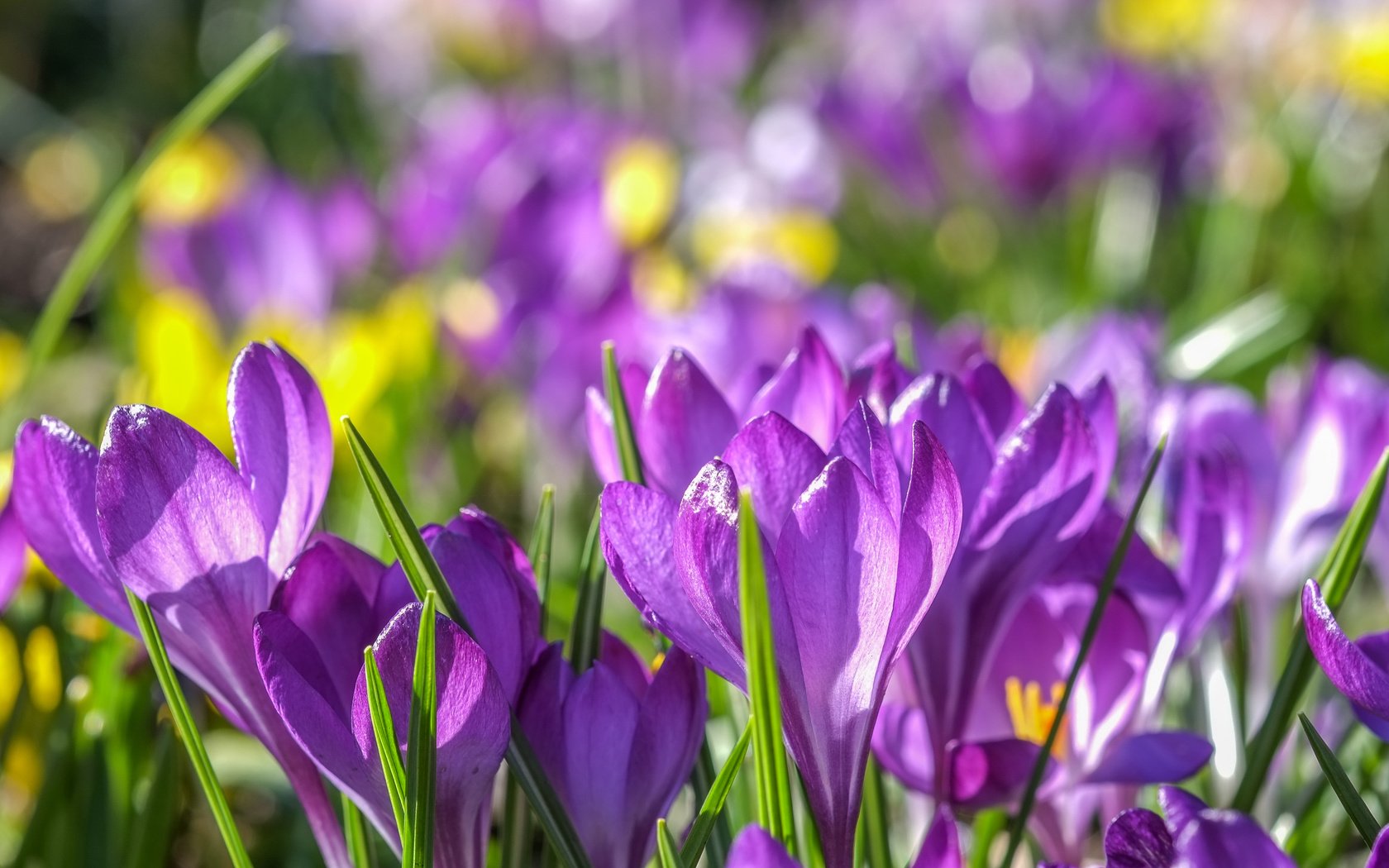 Обои цветы, весна, фиолетовые, крокусы, крокус, шафран, flowers, spring, purple, crocuses, krokus, saffron разрешение 4896x2760 Загрузить