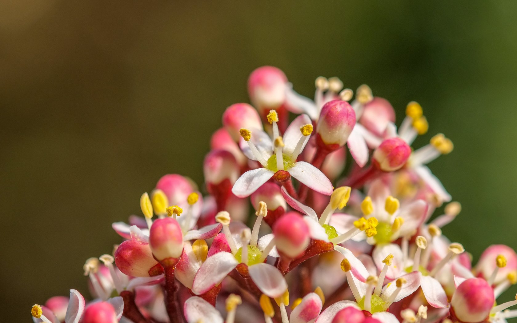 Обои природа, цветение, фон, весна, соцветие, jazzmatica, nature, flowering, background, spring, inflorescence разрешение 4896x2760 Загрузить