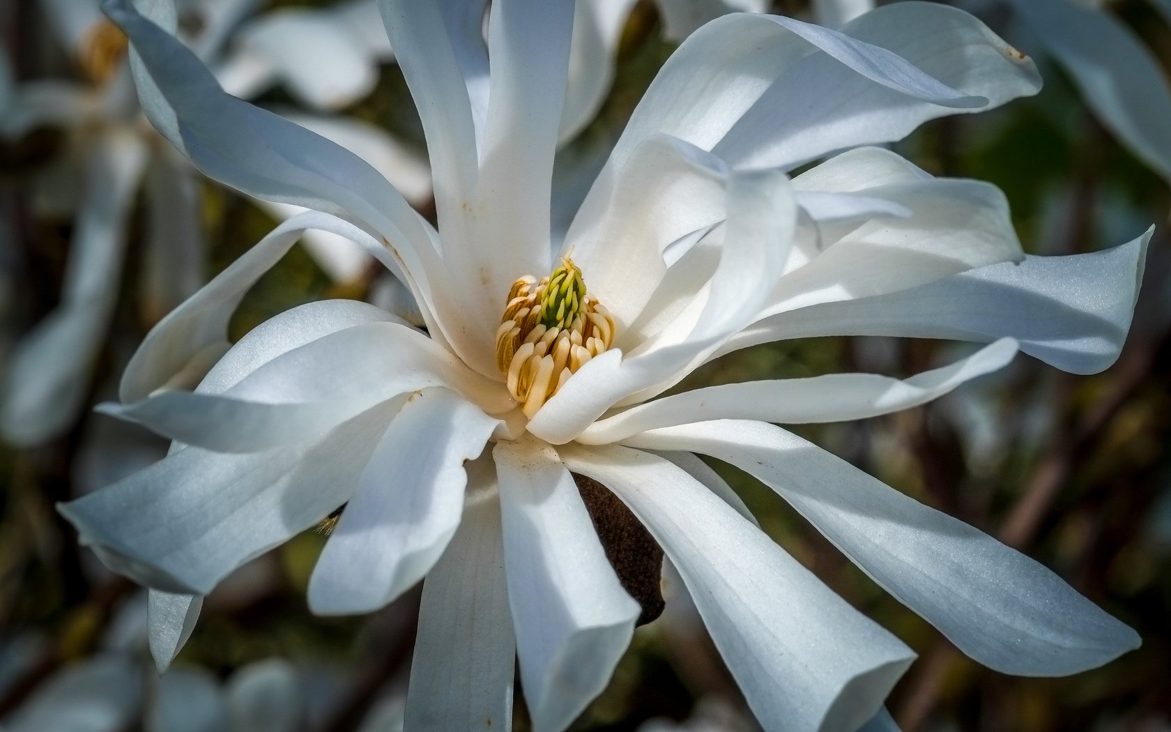 Обои цветы, цветение, весна, белые, магнолия, jazzmatica, flowers, flowering, spring, white, magnolia разрешение 4896x2760 Загрузить