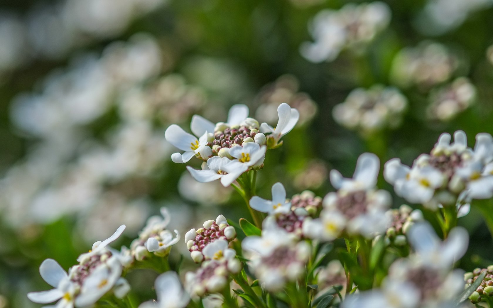 Обои цветы, лепестки, весна, белые, jazzmatica, flowers, petals, spring, white разрешение 4896x2760 Загрузить