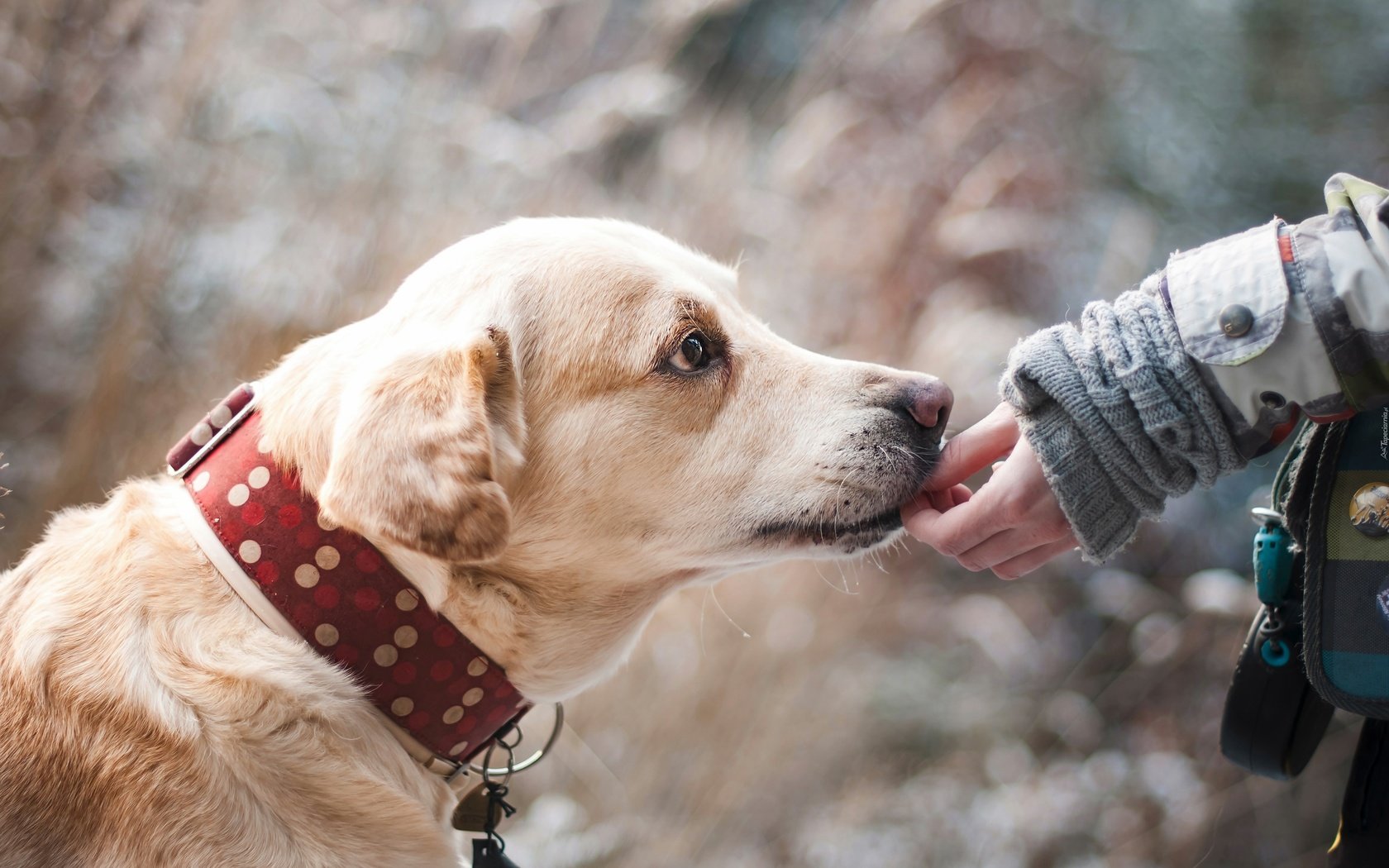 Обои морда, природа, рука, собака, дружба, лабрадор, face, nature, hand, dog, friendship, labrador разрешение 4288x2848 Загрузить