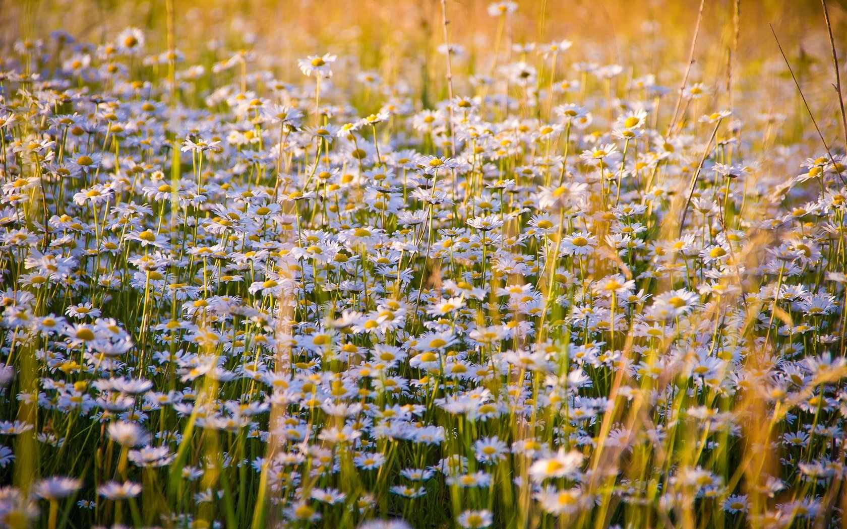 Обои цветы, луг, ромашки, полевые цветы, flowers, meadow, chamomile, wildflowers разрешение 5184x3456 Загрузить