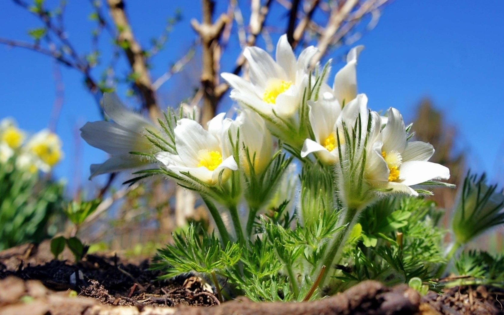 Обои цветы, весна, сон-трава, прострел, flowers, spring, sleep-grass, cross разрешение 1920x1080 Загрузить