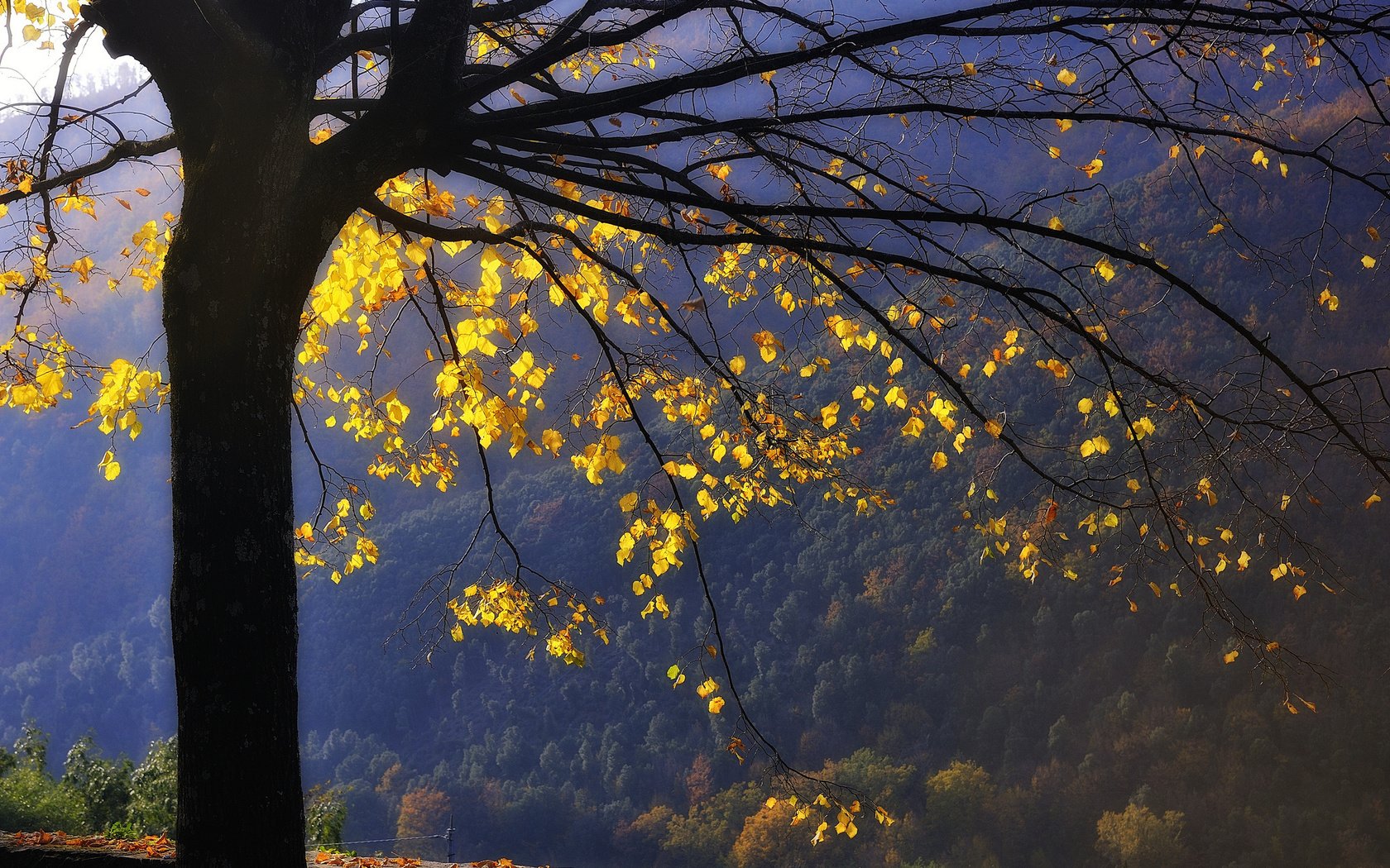 Обои горы, дерево, лес, листья, ветви, осень, желтые, mountains, tree, forest, leaves, branch, autumn, yellow разрешение 2048x1363 Загрузить