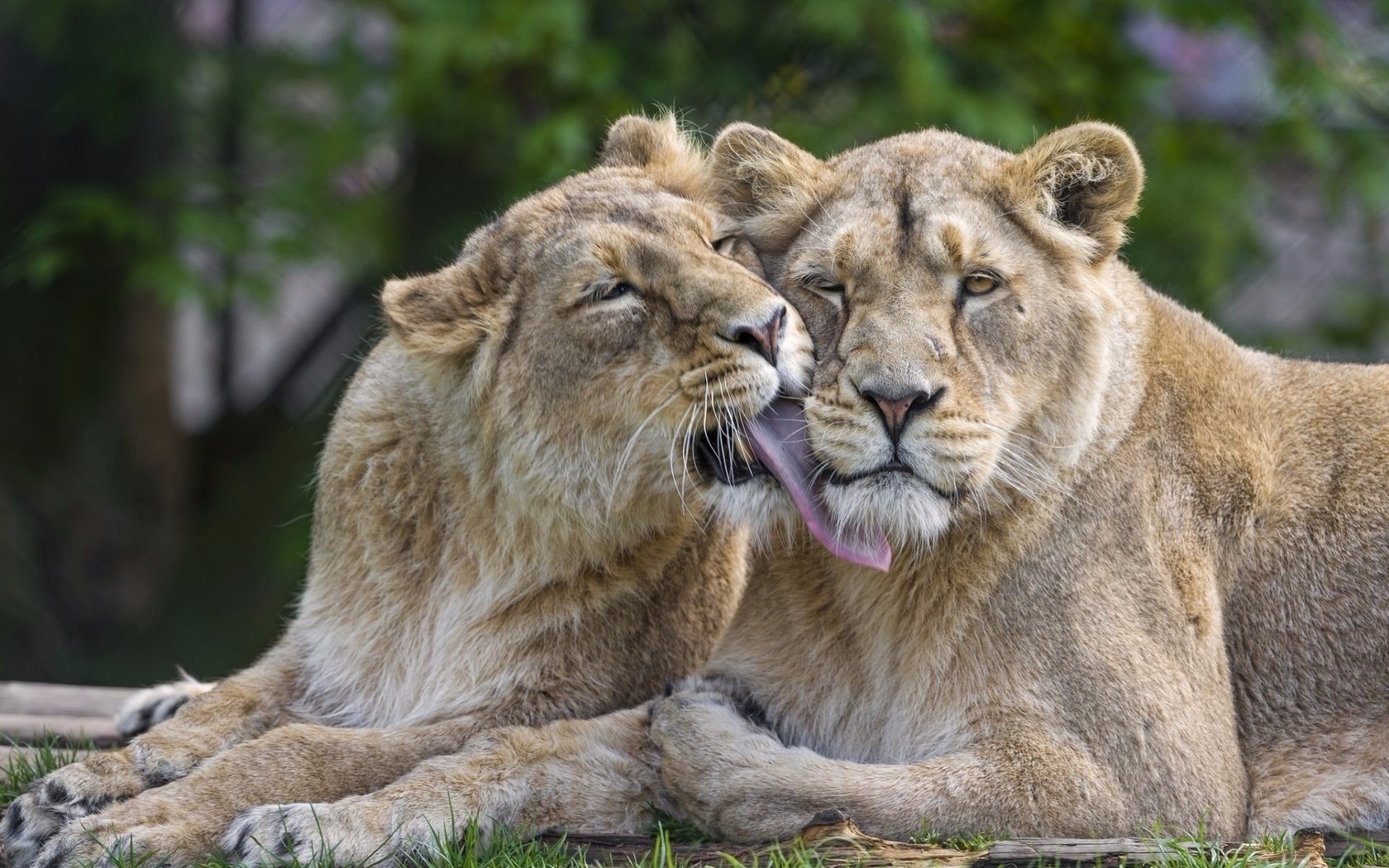 Обои морда, лапы, львы, хищники, язык, львицы, face, paws, lions, predators, language, lioness разрешение 1920x1281 Загрузить