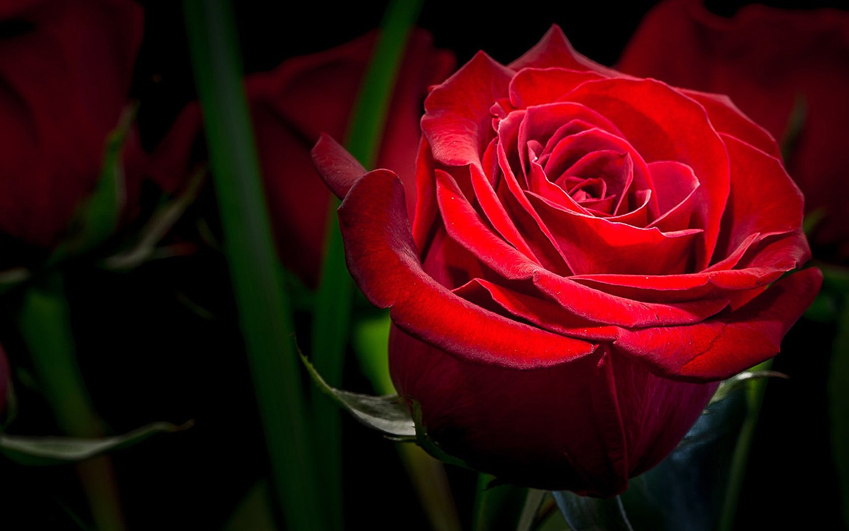 Обои макро, цветок, роза, красная, темный фон, macro, flower, rose, red, the dark background разрешение 1920x1080 Загрузить