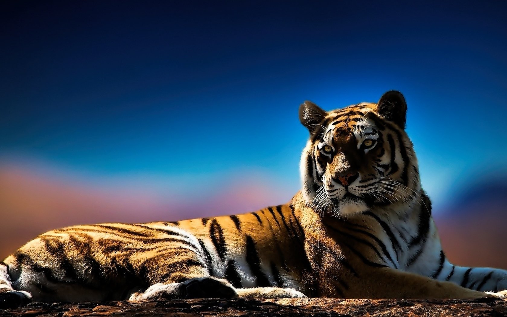 Обои тигр, глаза, морда, фон, взгляд, хищник, tiger, eyes, face, background, look, predator разрешение 1920x1080 Загрузить