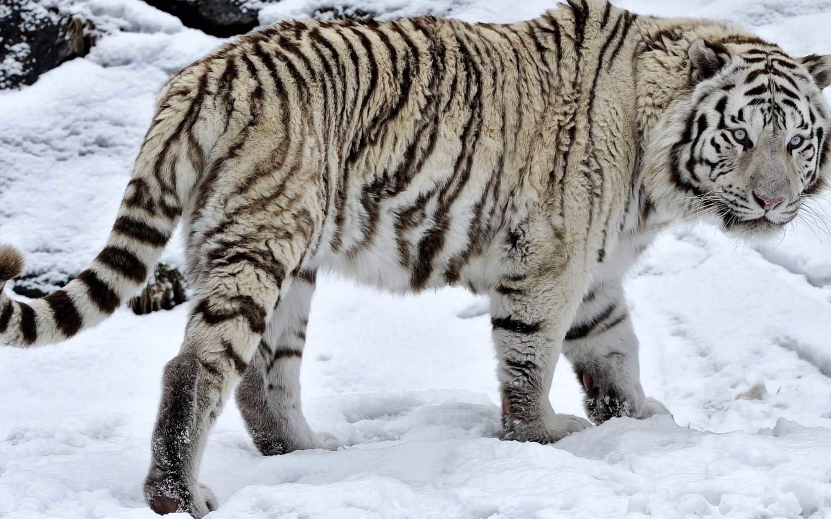 Обои тигр, глаза, морда, снег, взгляд, хвост, белый тигр, tiger, eyes, face, snow, look, tail, white tiger разрешение 1920x1080 Загрузить