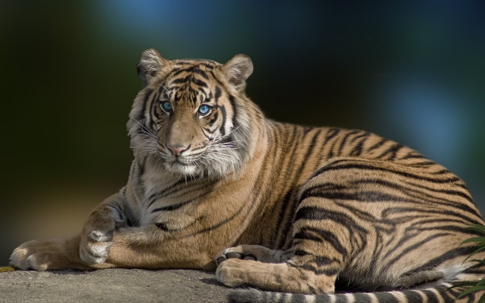 Обои тигр, глаза, морда, взгляд, хищник, большая кошка, tiger, eyes, face, look, predator, big cat разрешение 1920x1080 Загрузить