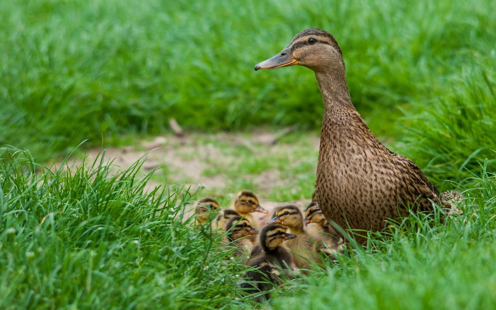 Обои трава, птицы, весна, утята, утка, птенцы, grass, birds, spring, ducklings, duck, chicks разрешение 2048x1280 Загрузить