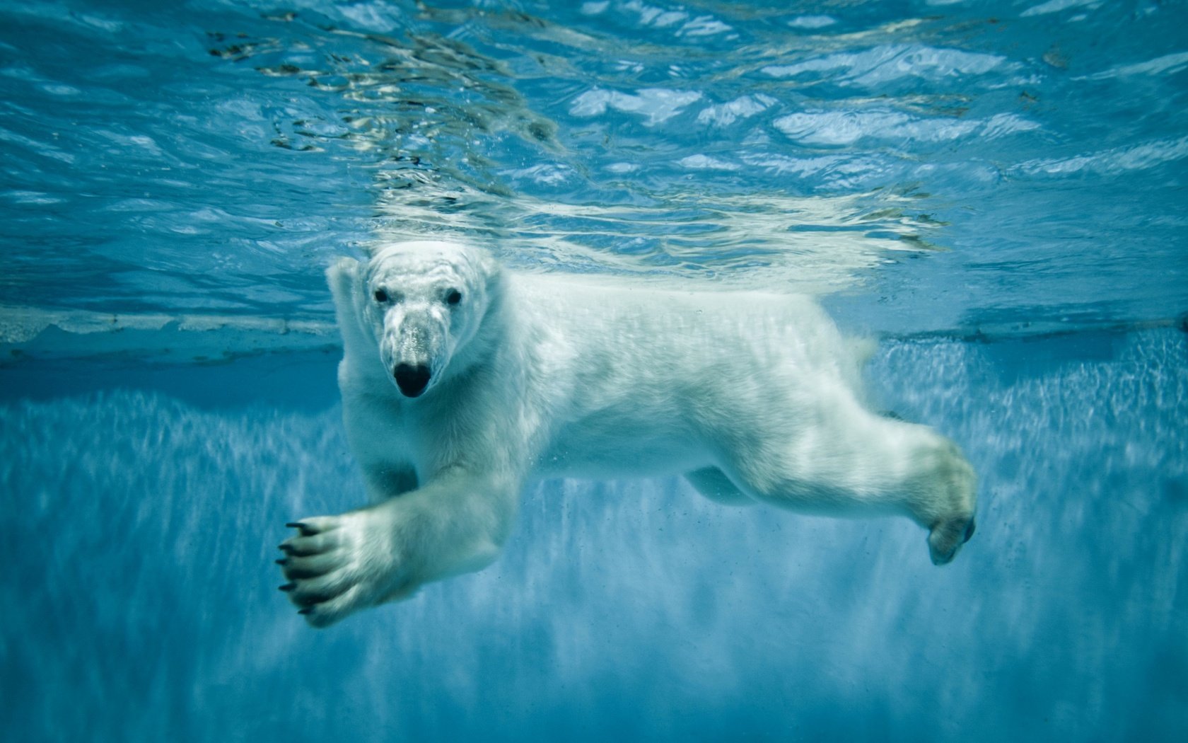 Обои вода, лапы, взгляд, медведь, белый медведь, полярный, северный, water, paws, look, bear, polar bear, polar, north разрешение 2560x1600 Загрузить