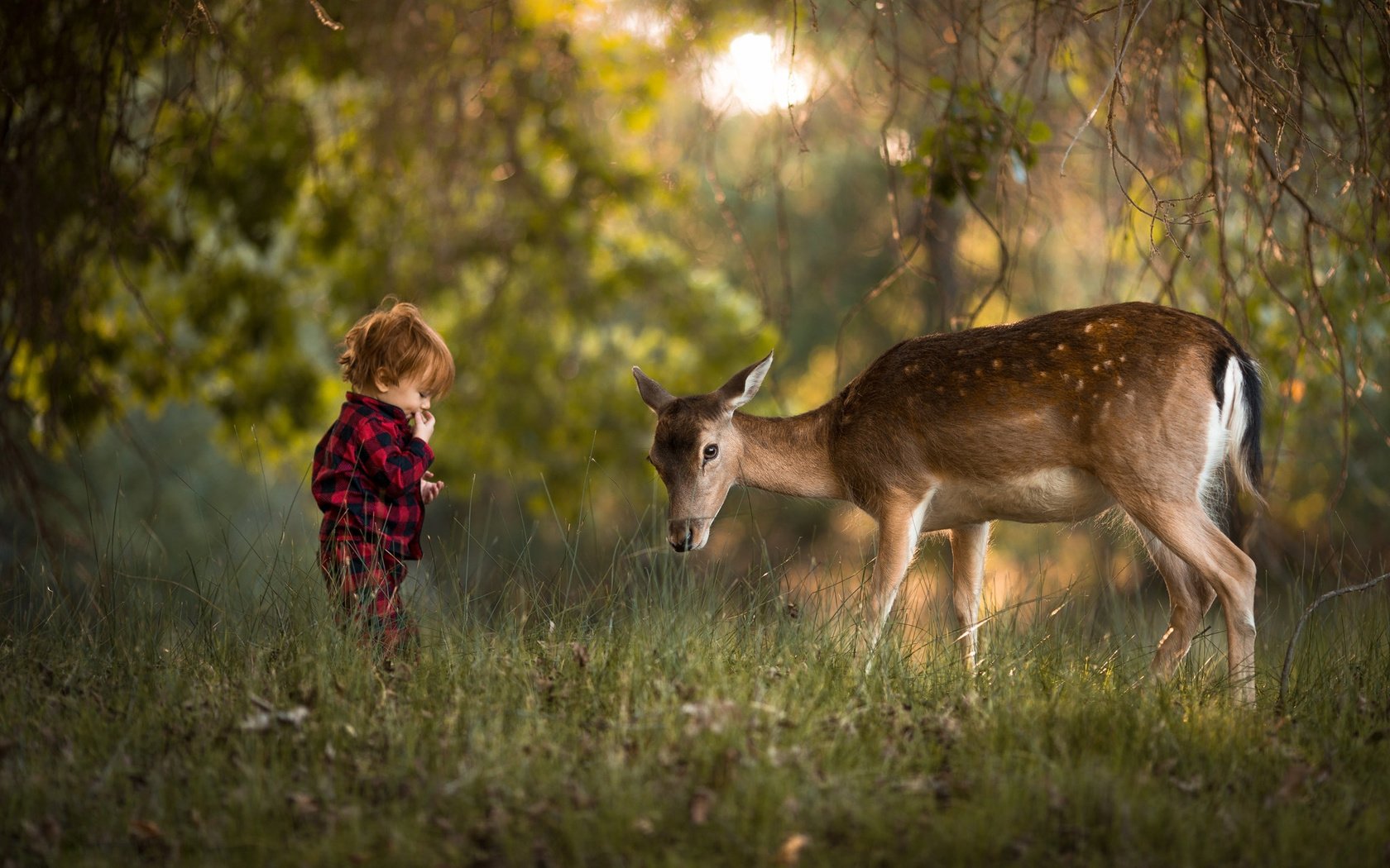 Обои зелень, adrian c. murray, лес, олень, дети, ребенок, мальчик, животное, малыш, greens, forest, deer, children, child, boy, animal, baby разрешение 2048x1365 Загрузить