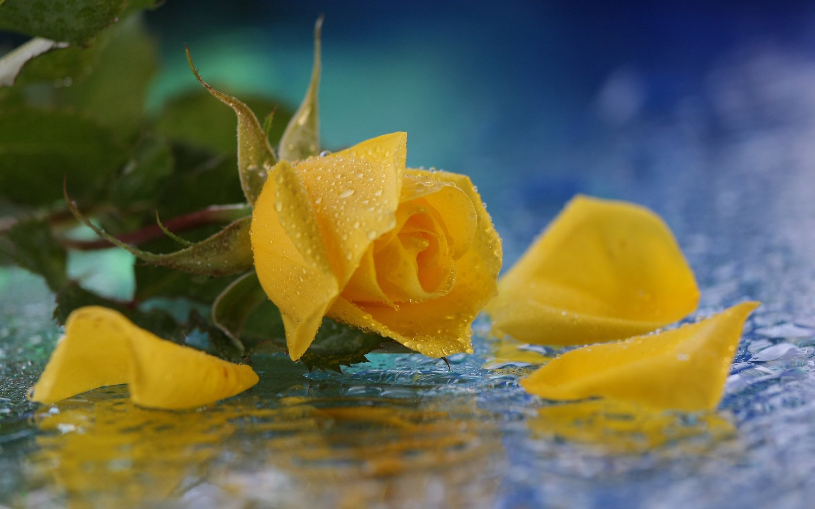 Обои желтый, листья, цветок, капли, роза, лепестки, yellow, leaves, flower, drops, rose, petals разрешение 3667x2153 Загрузить