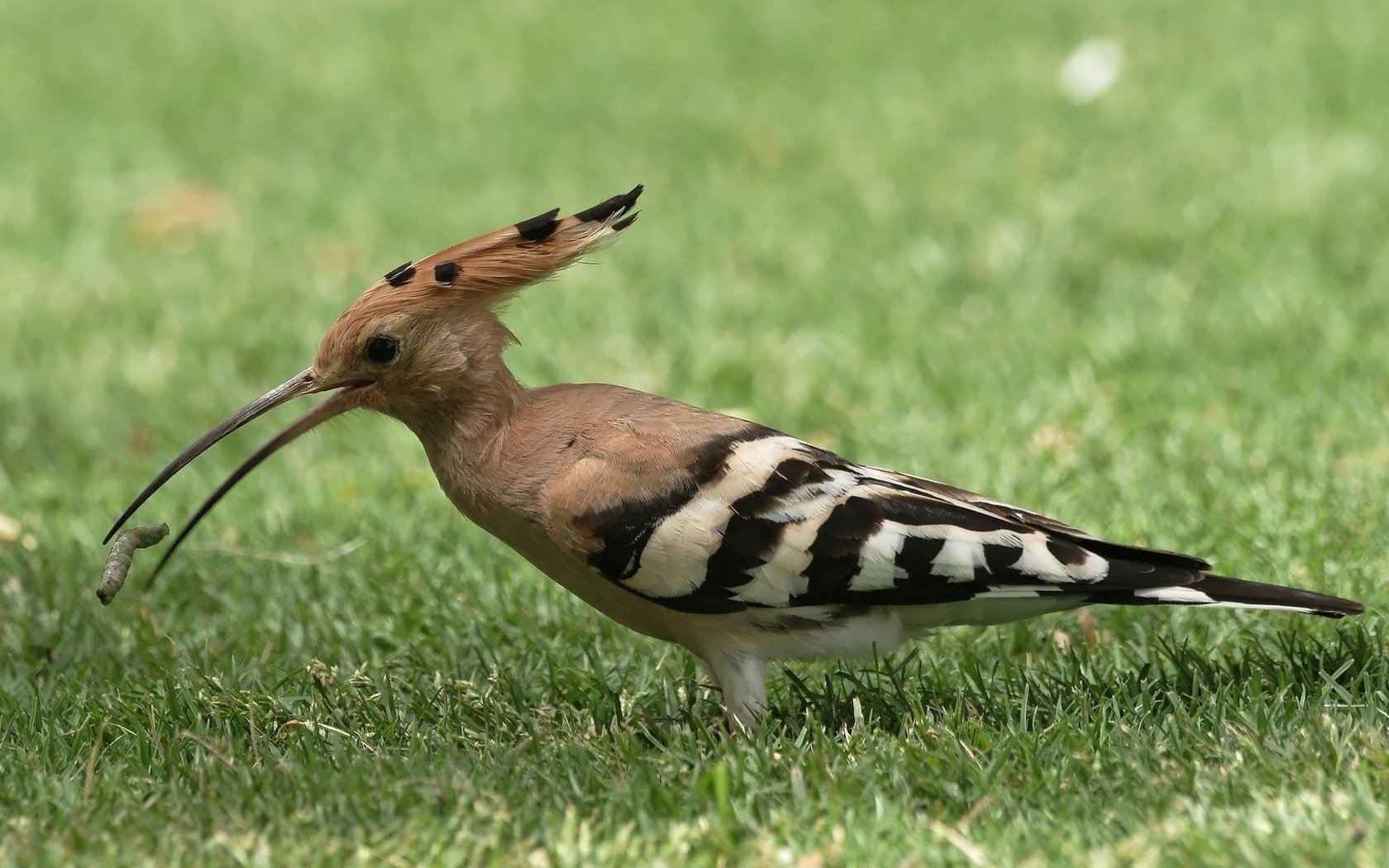 Обои трава, животные, птица, клюв, перья, удод, grass, animals, bird, beak, feathers, hoopoe разрешение 2048x1365 Загрузить