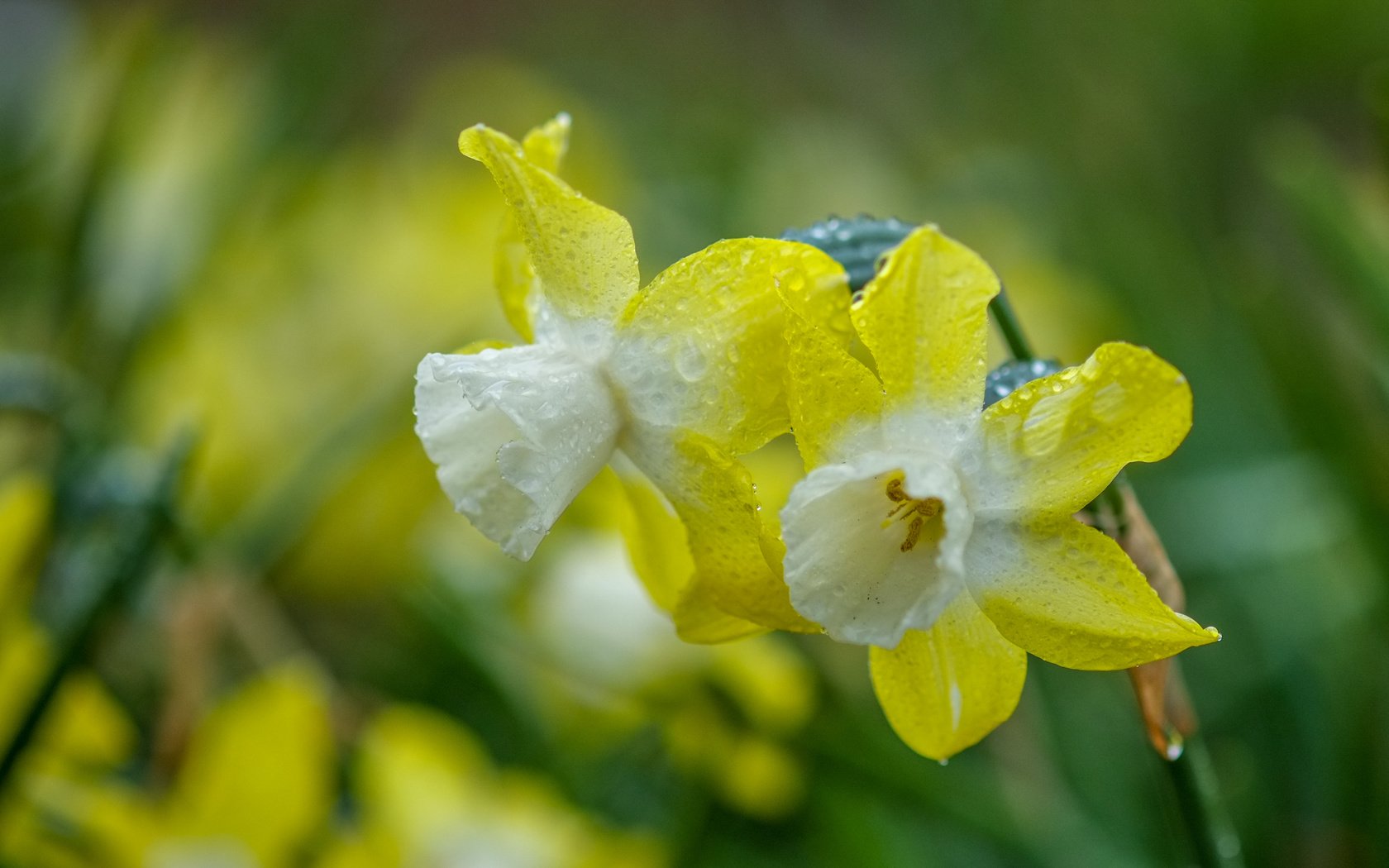 Обои цветы, природа, фон, капли, весна, нарциссы, flowers, nature, background, drops, spring, daffodils разрешение 3968x2430 Загрузить