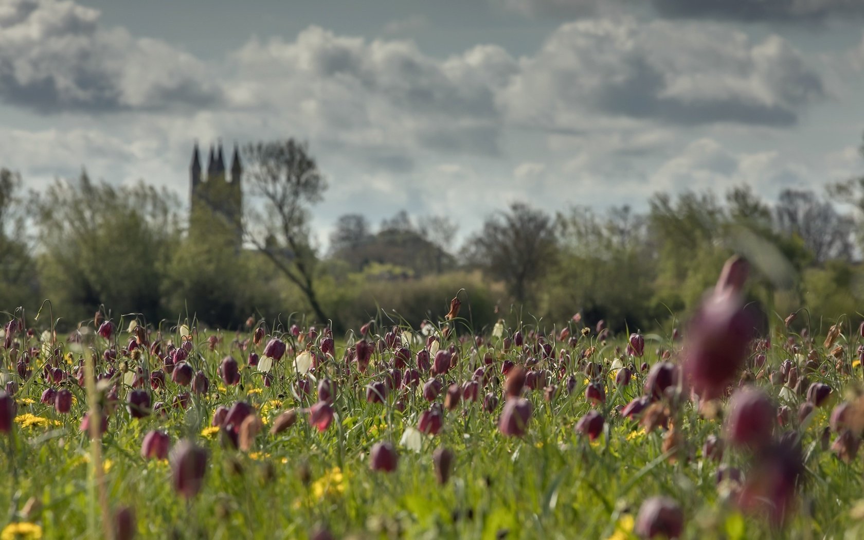 Обои небо, цветы, облака, деревья, поле, лето, замок, the sky, flowers, clouds, trees, field, summer, castle разрешение 2000x1180 Загрузить