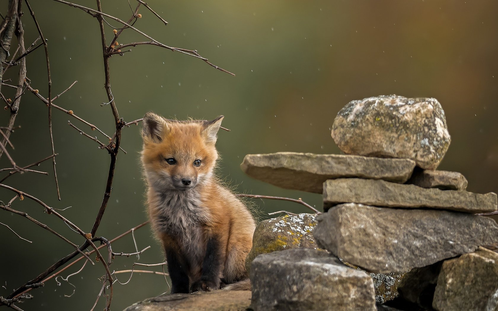 Обои природа, камни, фон, ветки, лиса, лисица, лисенок, nature, stones, background, branches, fox разрешение 2048x1838 Загрузить