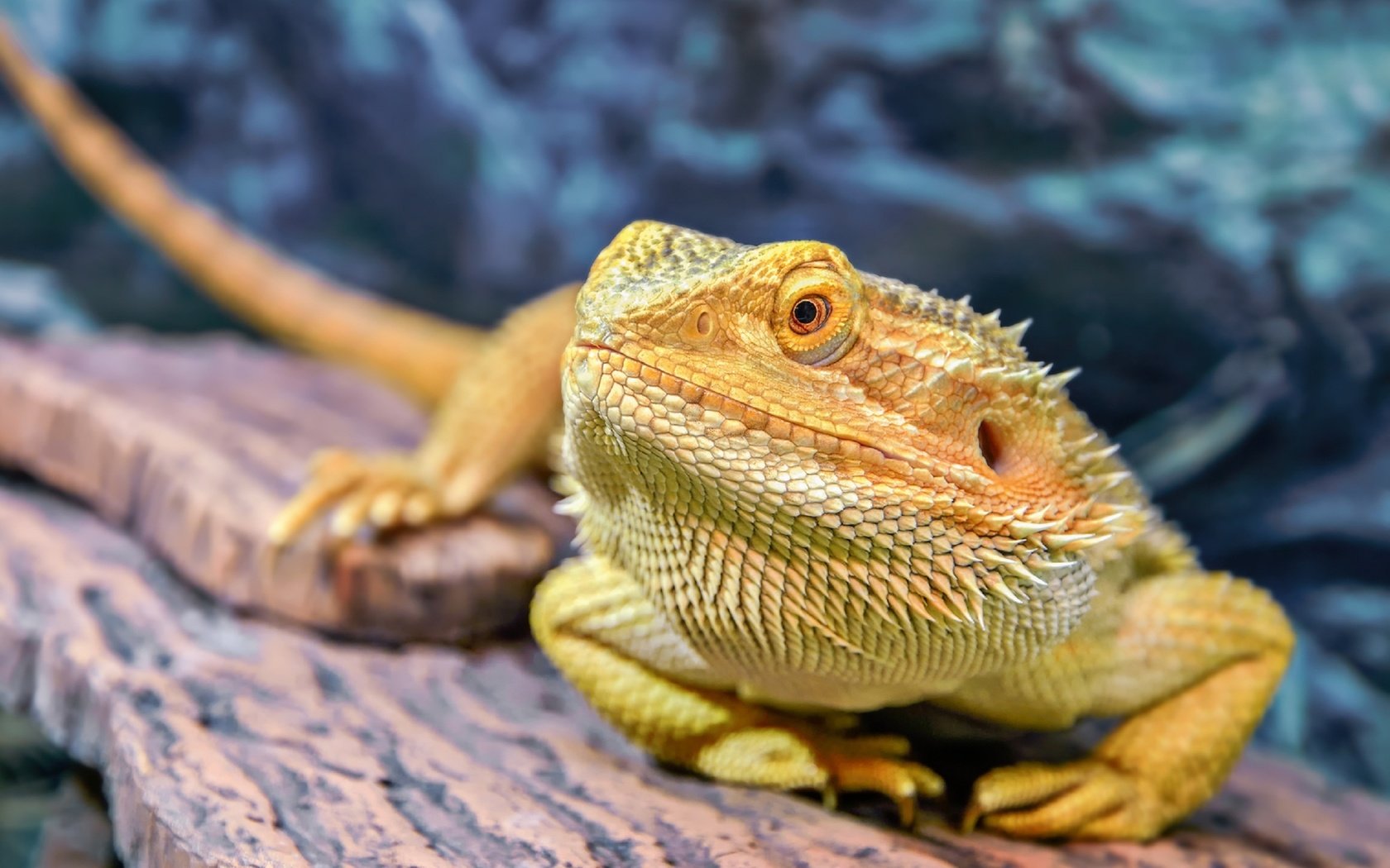 Обои макро, ящерица, бородатая агама, агама, олег богданов, macro, lizard, bearded agama, agama, oleg bogdanov разрешение 2560x1722 Загрузить