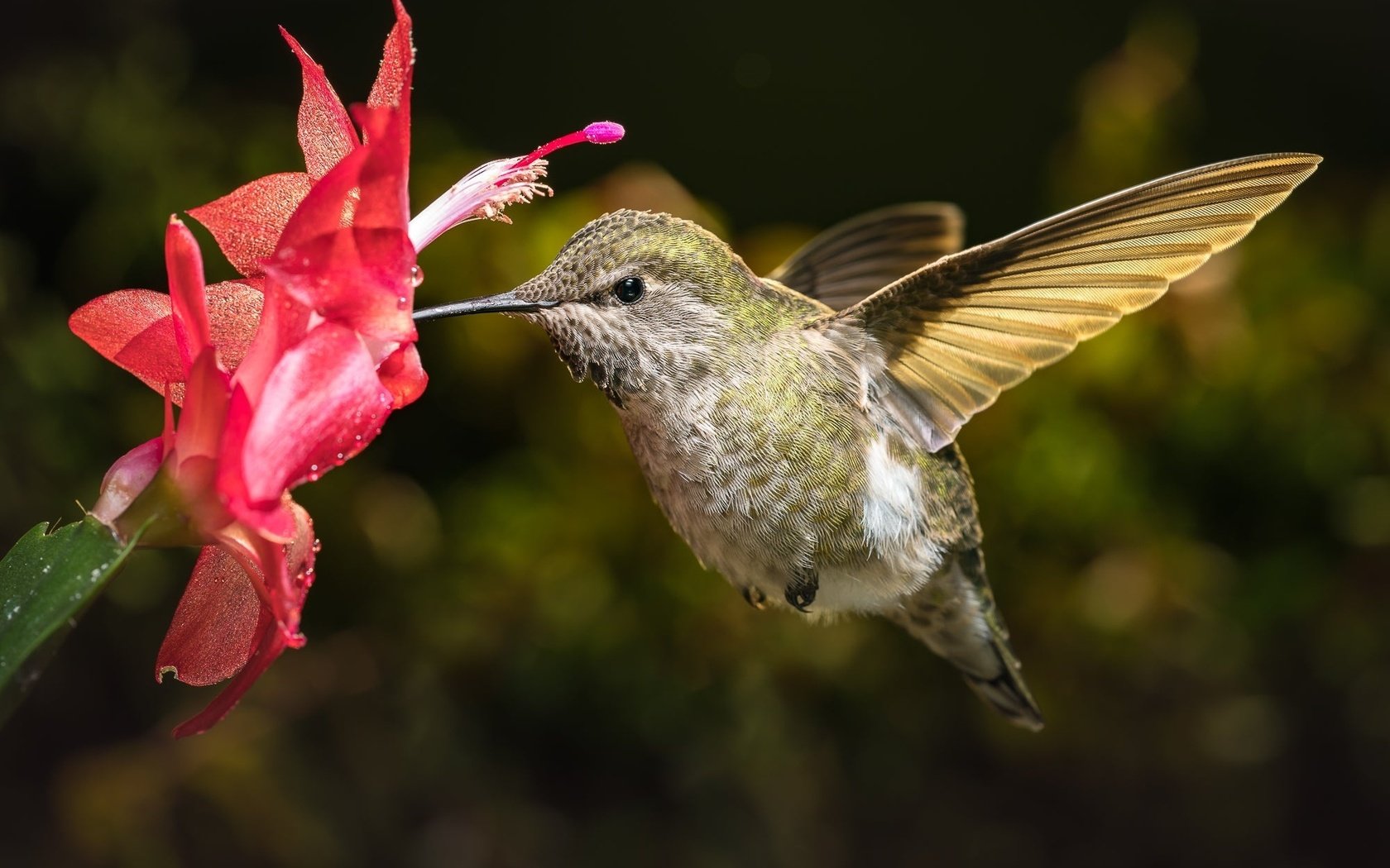 Обои макро, цветок, птица, кактус, колибри, боке, macro, flower, bird, cactus, hummingbird, bokeh разрешение 2000x1334 Загрузить