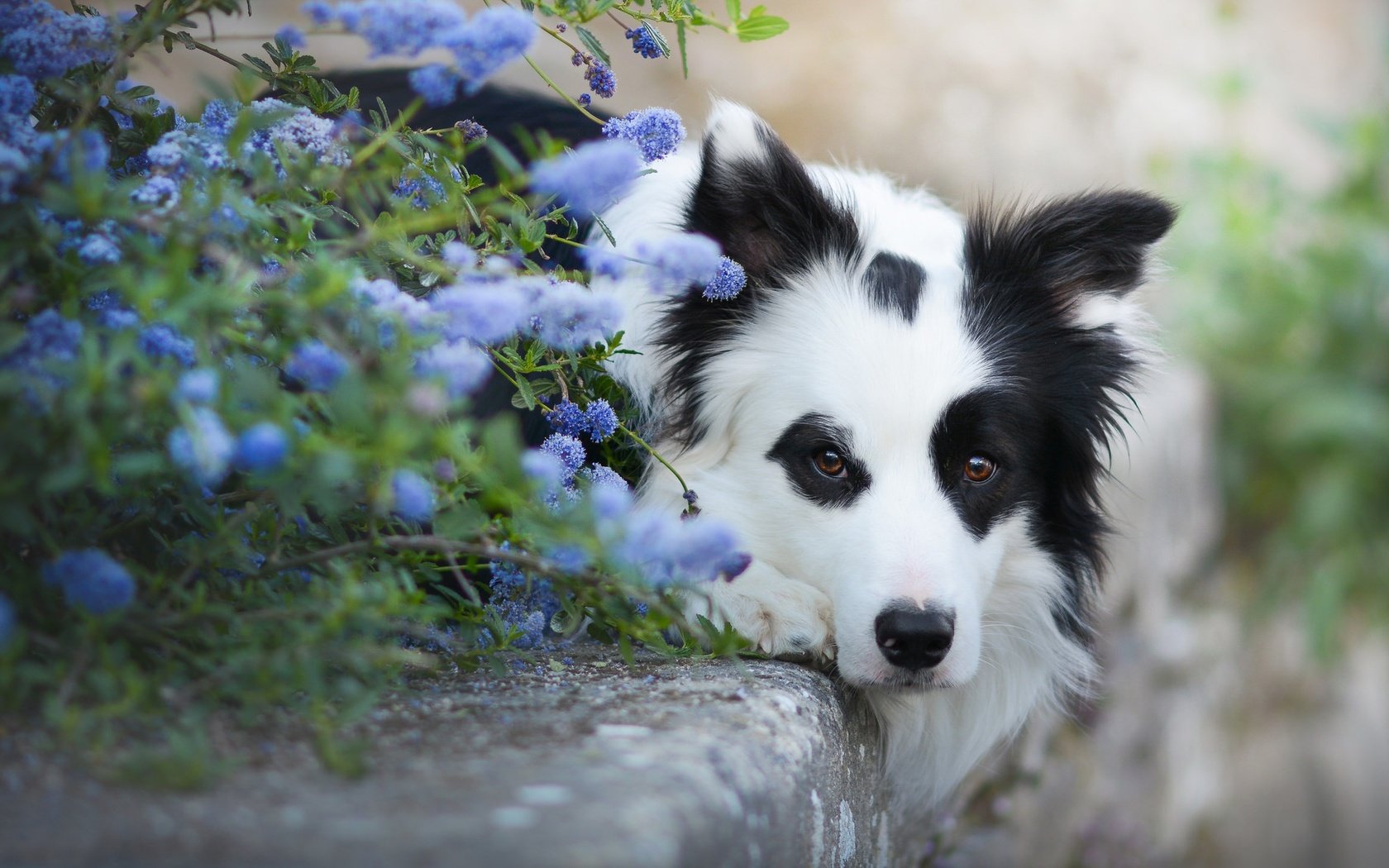 Обои морда, цветы, взгляд, собака, бордер-колли, face, flowers, look, dog, the border collie разрешение 2048x1152 Загрузить