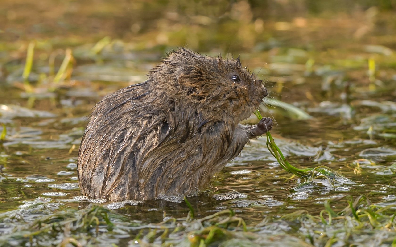 Обои природа, мышь, мокрая, грызун, водяная полёвка, полевка, nature, mouse, wet, rodent, water vole, vole разрешение 2048x1425 Загрузить