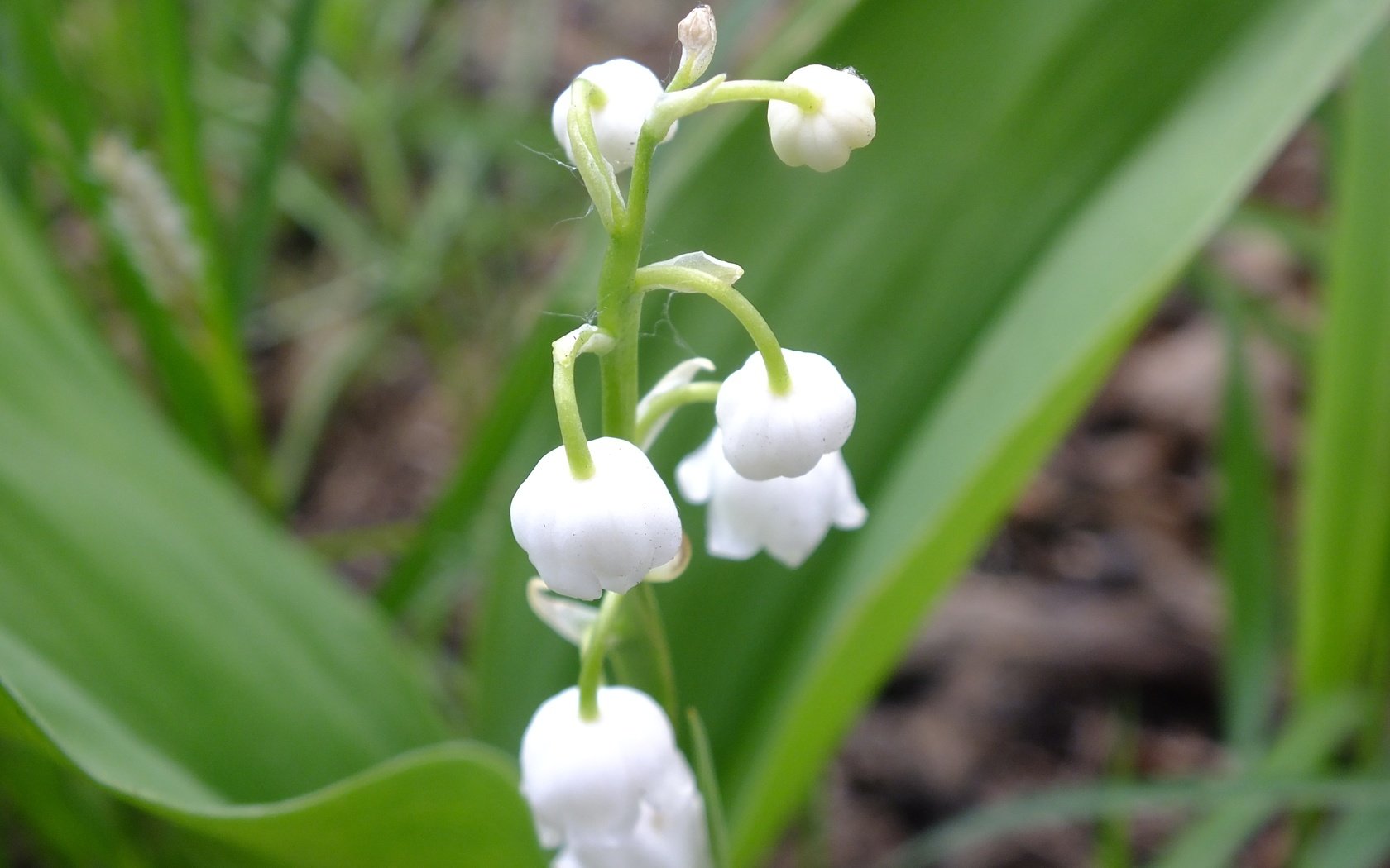 Обои природа, растения, макро, цветок, ландыши, nature, plants, macro, flower, lilies of the valley разрешение 4608x3456 Загрузить