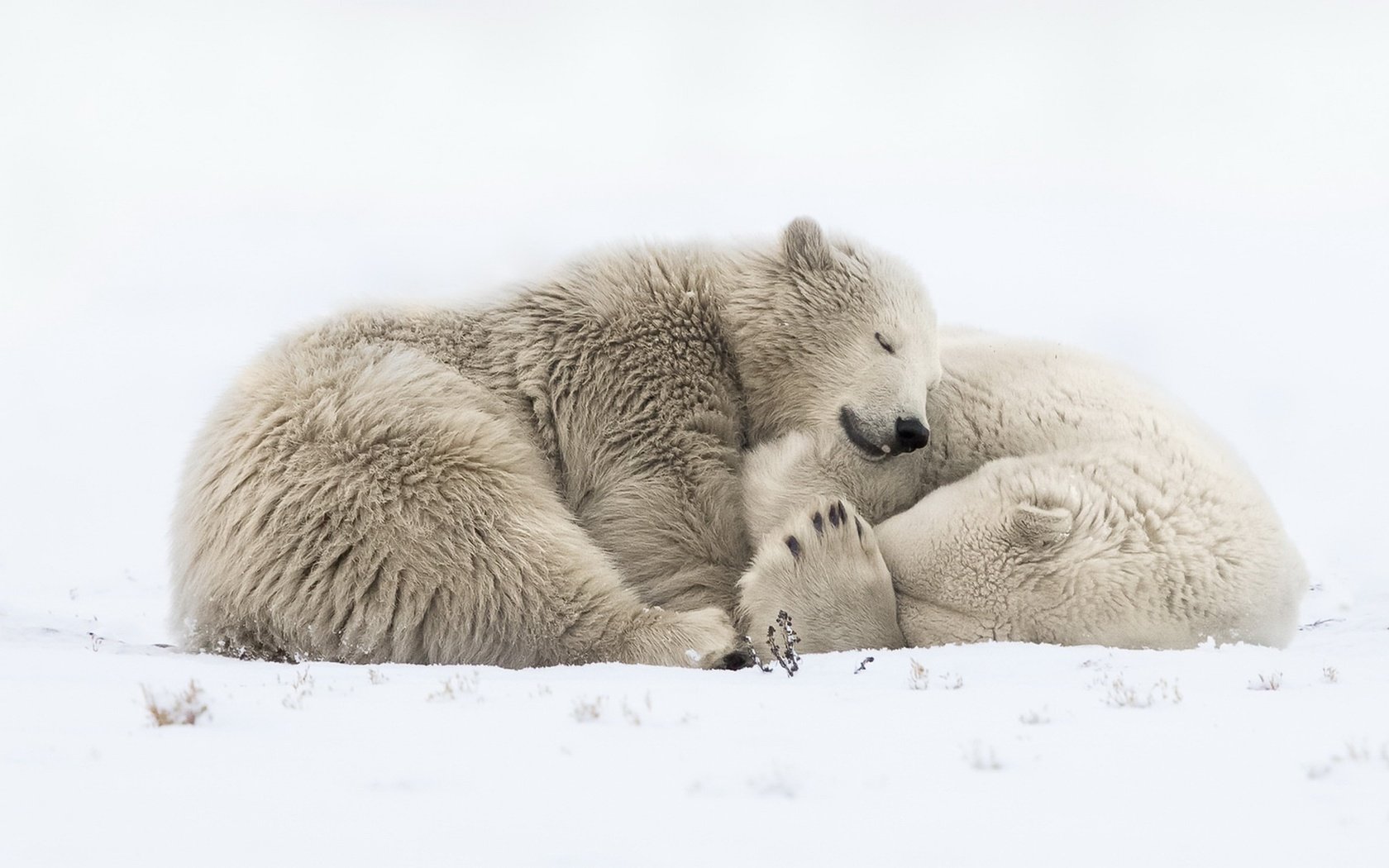 Обои снег, природа, сон, медведи, белый медведь, snow, nature, sleep, bears, polar bear разрешение 1920x1118 Загрузить