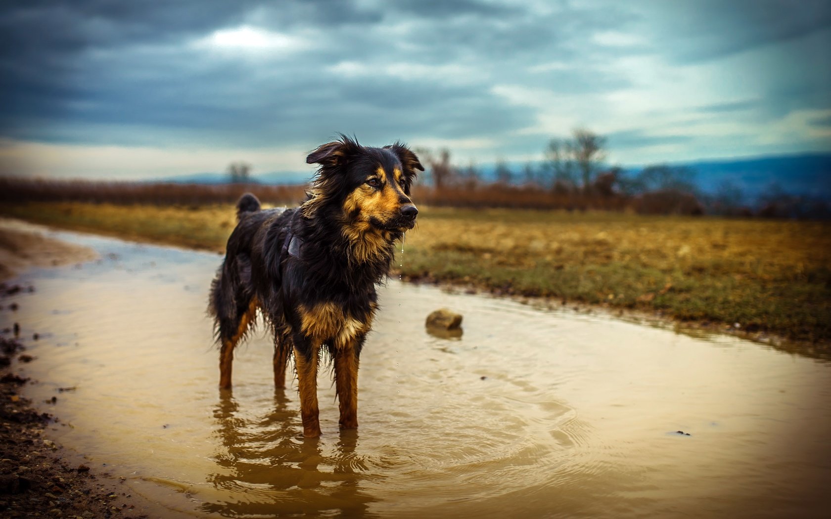 Обои природа, собака, лужа, мокрая, эмма, австралийская овчарка, chris talentfrei, nature, dog, puddle, wet, emma, australian shepherd разрешение 5199x3466 Загрузить