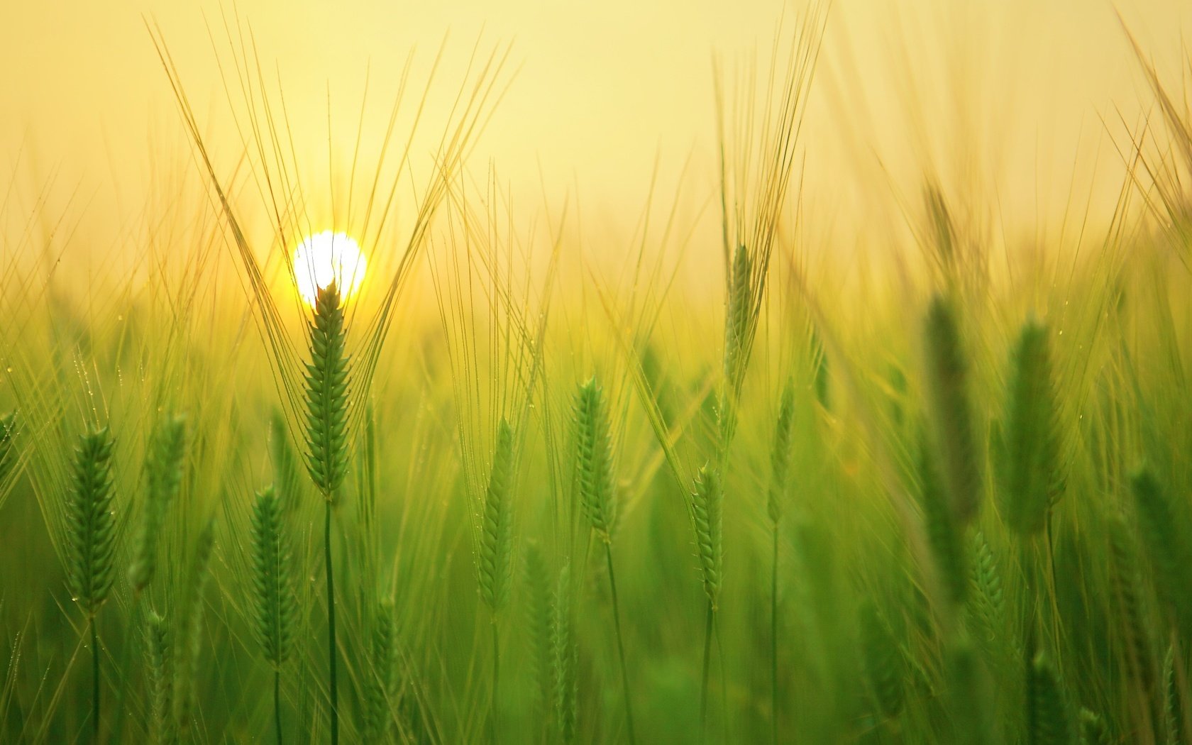 Обои солнце, природа, фон, поле, колосья, пшеница, the sun, nature, background, field, ears, wheat разрешение 1920x1280 Загрузить