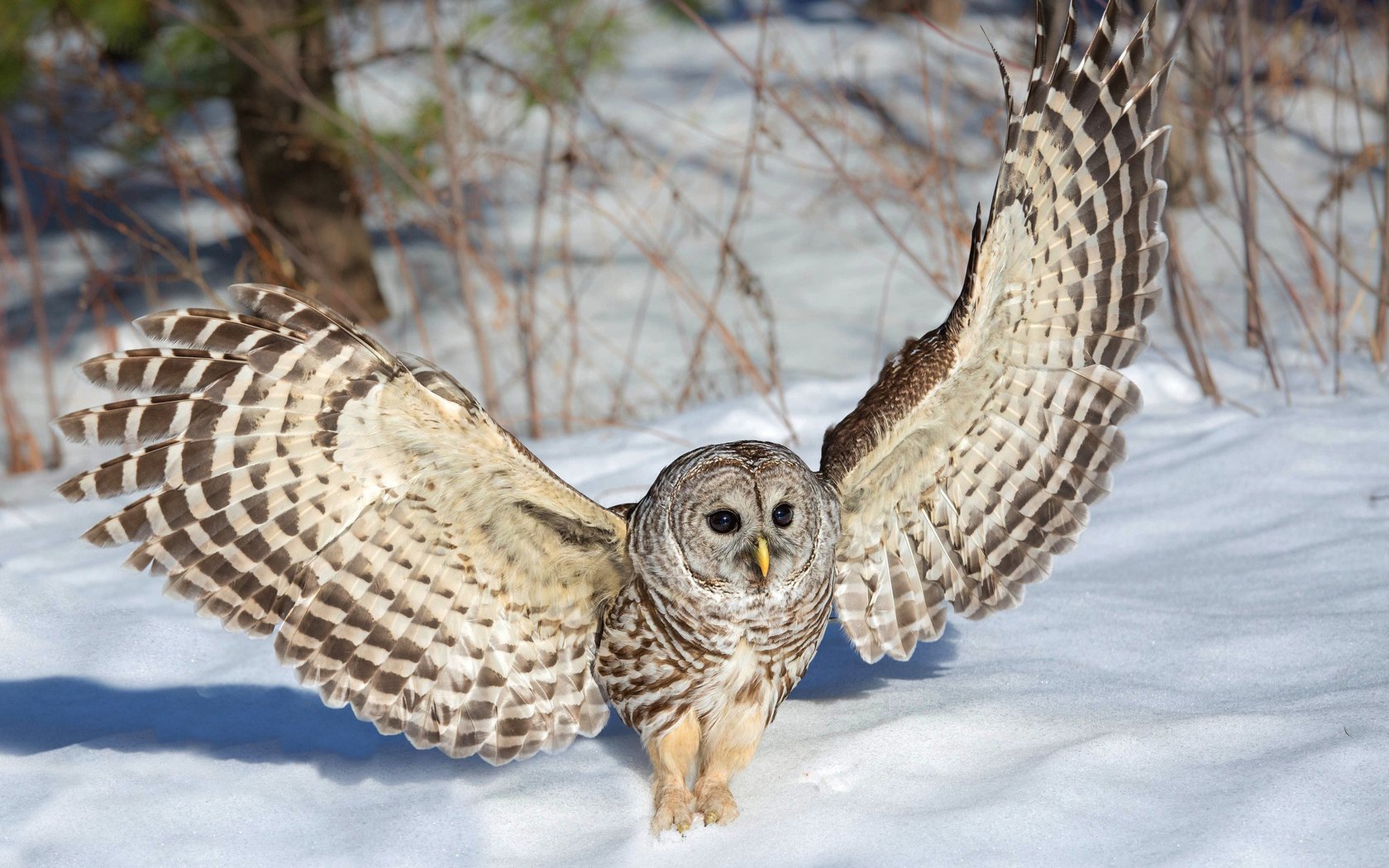 Обои сова, снег, зима, крылья, неясыть, owl, snow, winter, wings разрешение 1920x1200 Загрузить