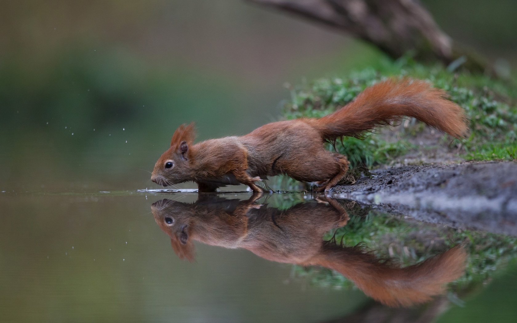 Обои вода, отражение, рыжая, белка, хвост, белочка, грызун, water, reflection, red, protein, tail, squirrel, rodent разрешение 2048x1410 Загрузить