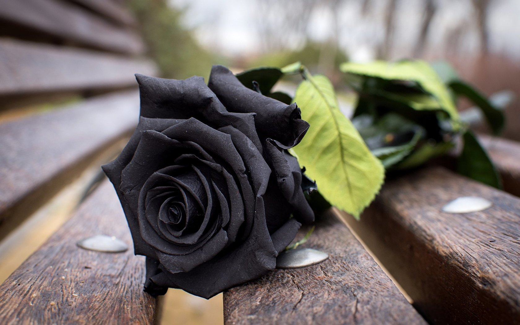 Обои цветок, роза, лепестки, доски, черная, скамья, flower, rose, petals, board, black, bench разрешение 2560x1706 Загрузить