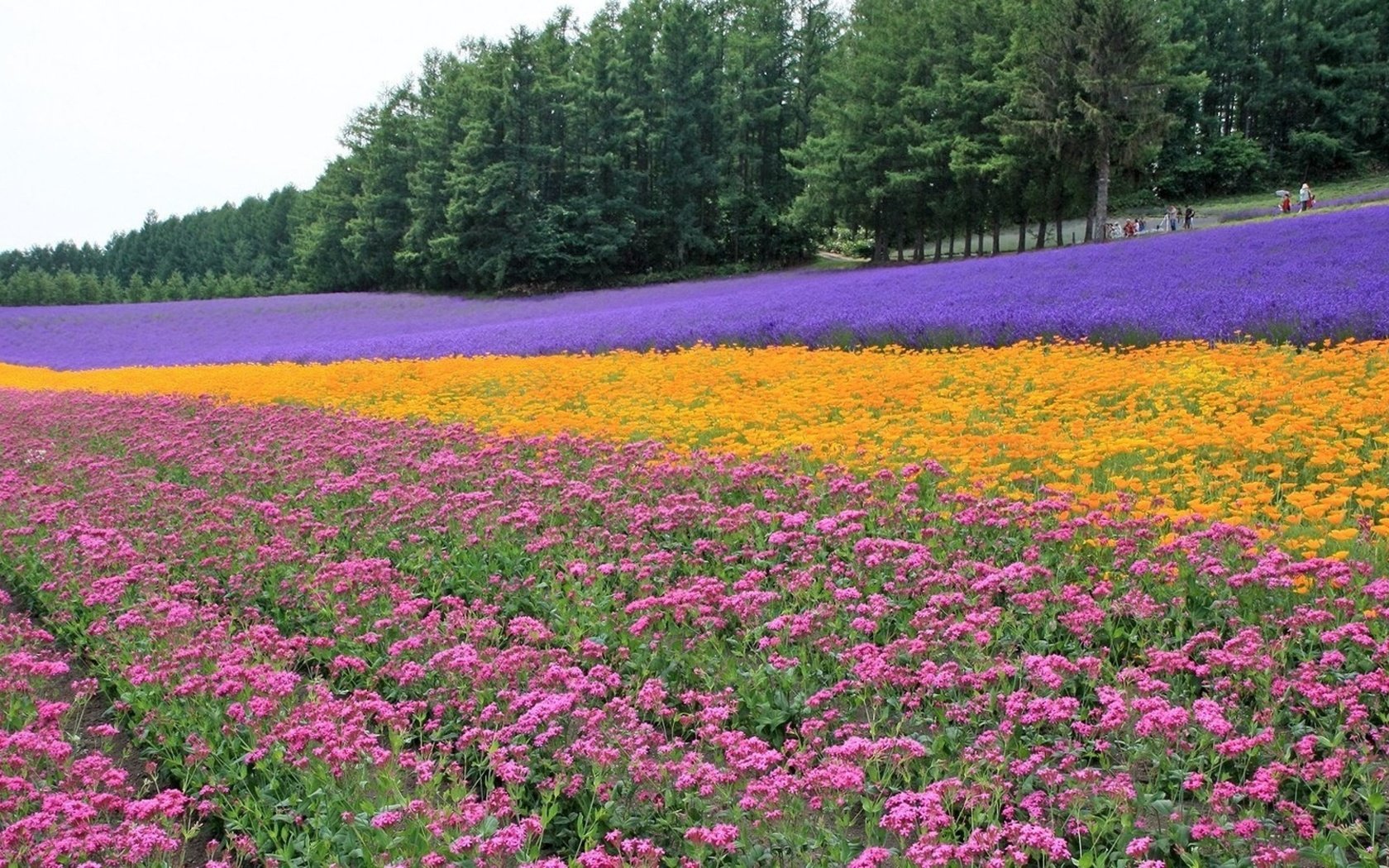 Обои цветы, деревья, поле, лаванда, ряды, плантация, flowers, trees, field, lavender, the ranks, plantation разрешение 3840x2160 Загрузить