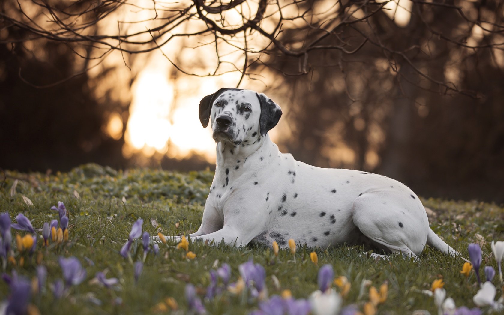 Обои цветы, природа, ветки, собака, далматин, далматинец, крокусы, flowers, nature, branches, dog, dalmatian, dalmatians, crocuses разрешение 6000x4000 Загрузить