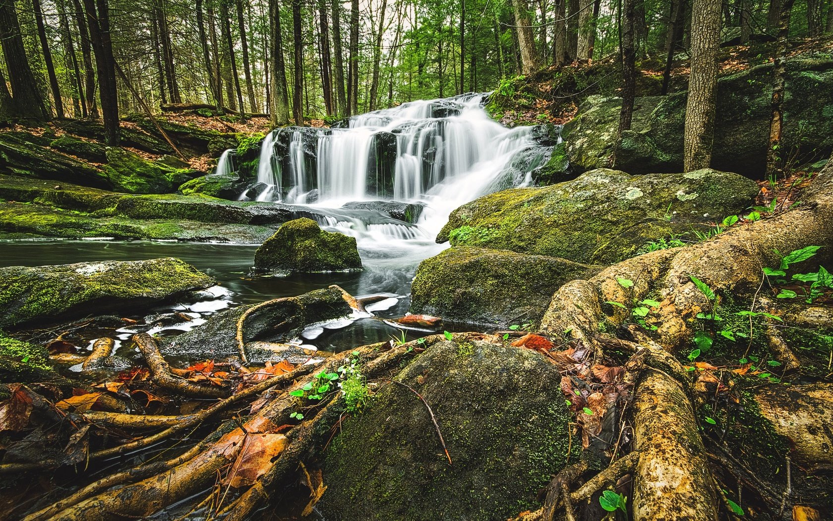 Обои деревья, лес, водопад, корни, каскад, trees, forest, waterfall, roots, cascade разрешение 2048x1267 Загрузить