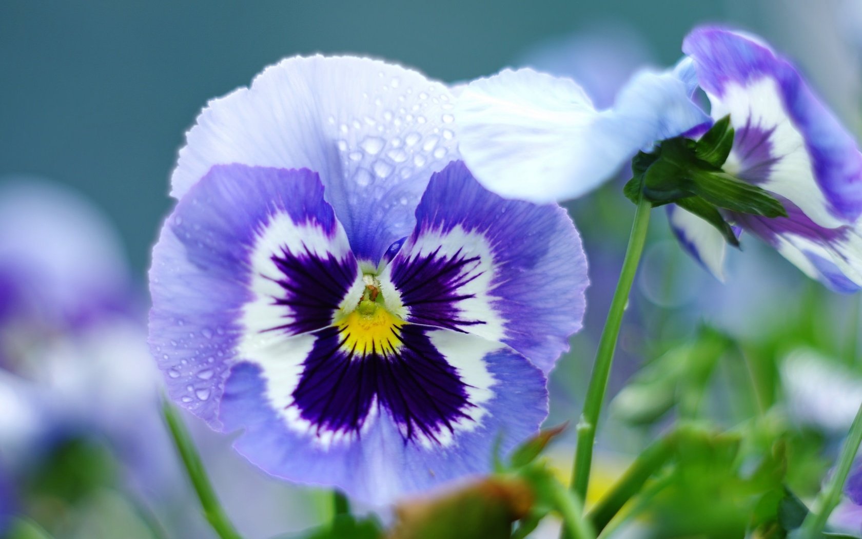 Обои цветы, капли, лепестки, анютины глазки, фиалка, flowers, drops, petals, pansy, violet разрешение 2048x1356 Загрузить