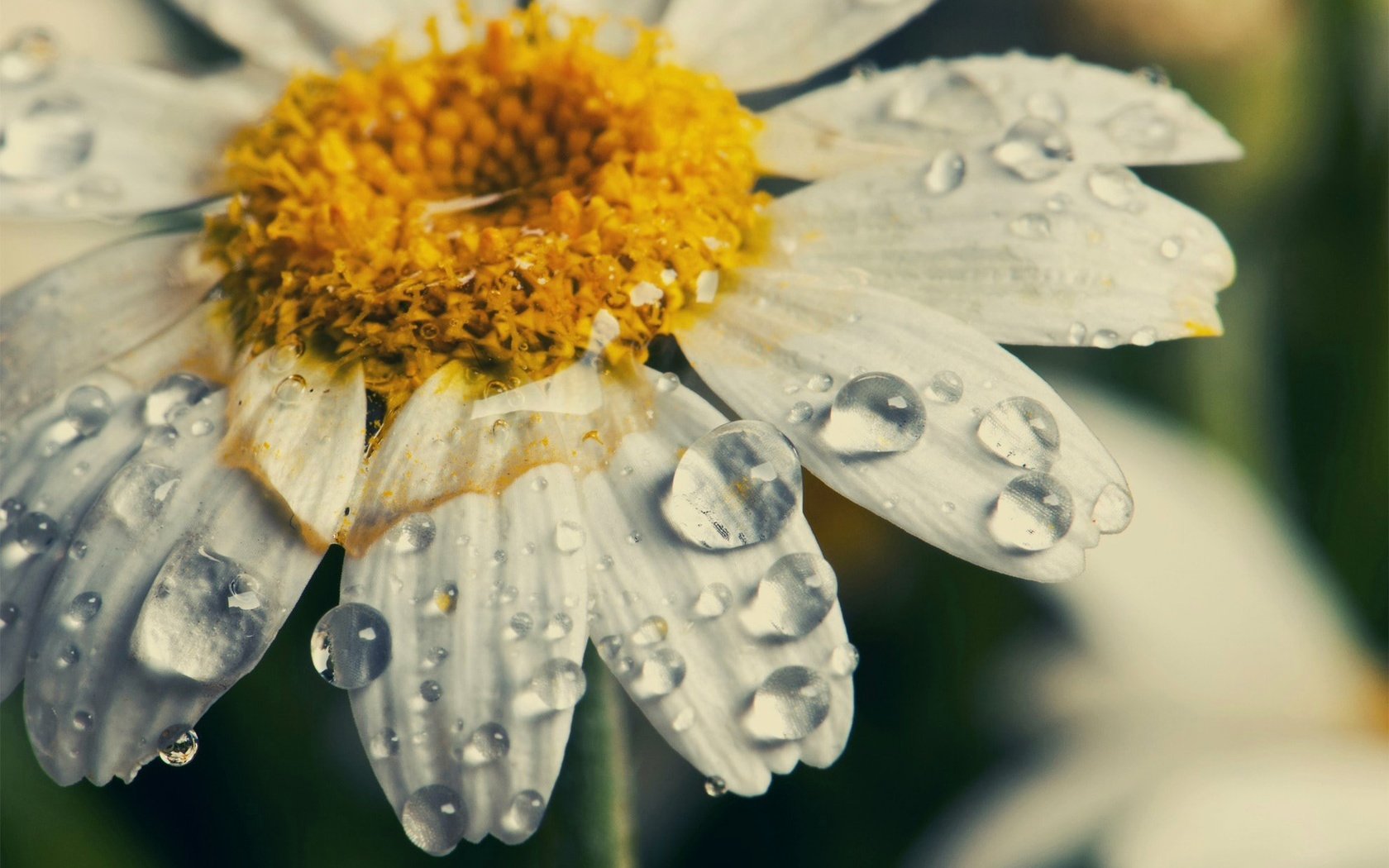 Обои макро, цветок, капли, лепестки, ромашка, macro, flower, drops, petals, daisy разрешение 1980x1315 Загрузить